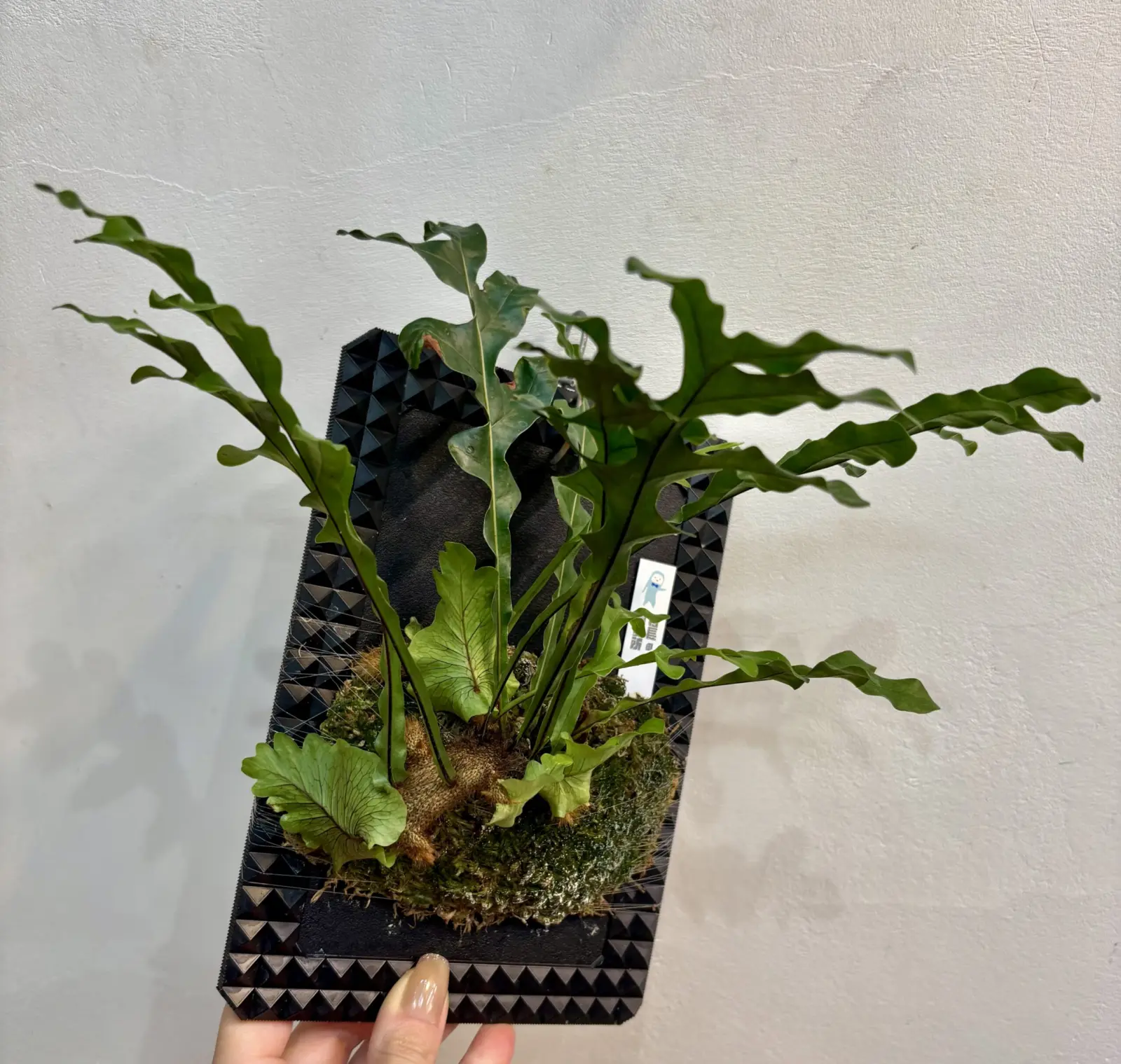 ドリナリア ボニー