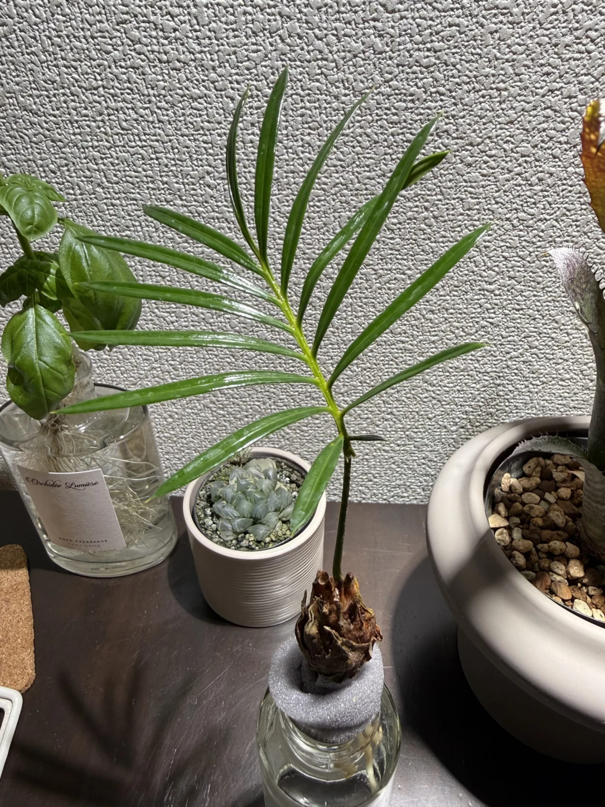 ソテツ