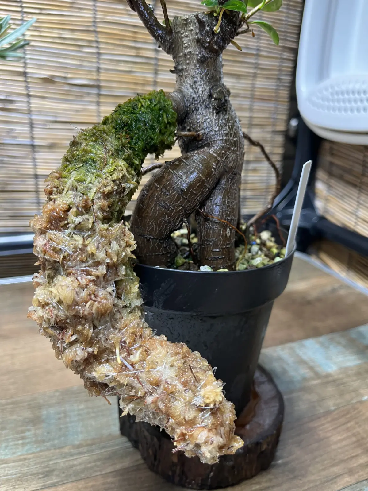 ガジュマル　気根チャレンジ　⑭