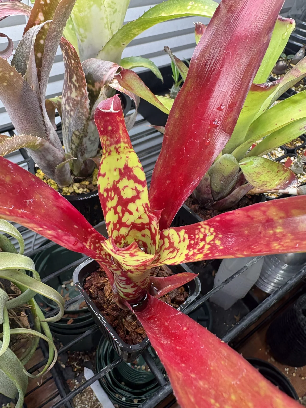 ネオレゲリア　ウィニーザプー