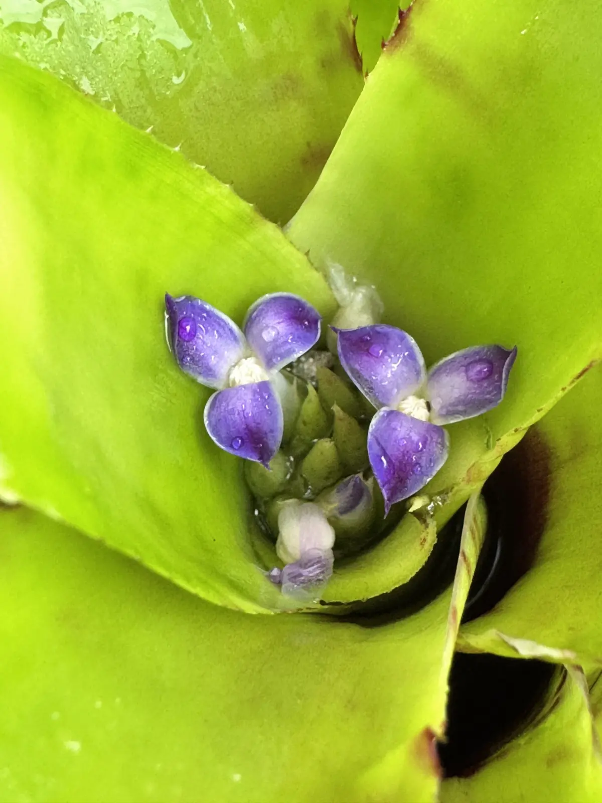 ネオレゲリア　螺旋＃1