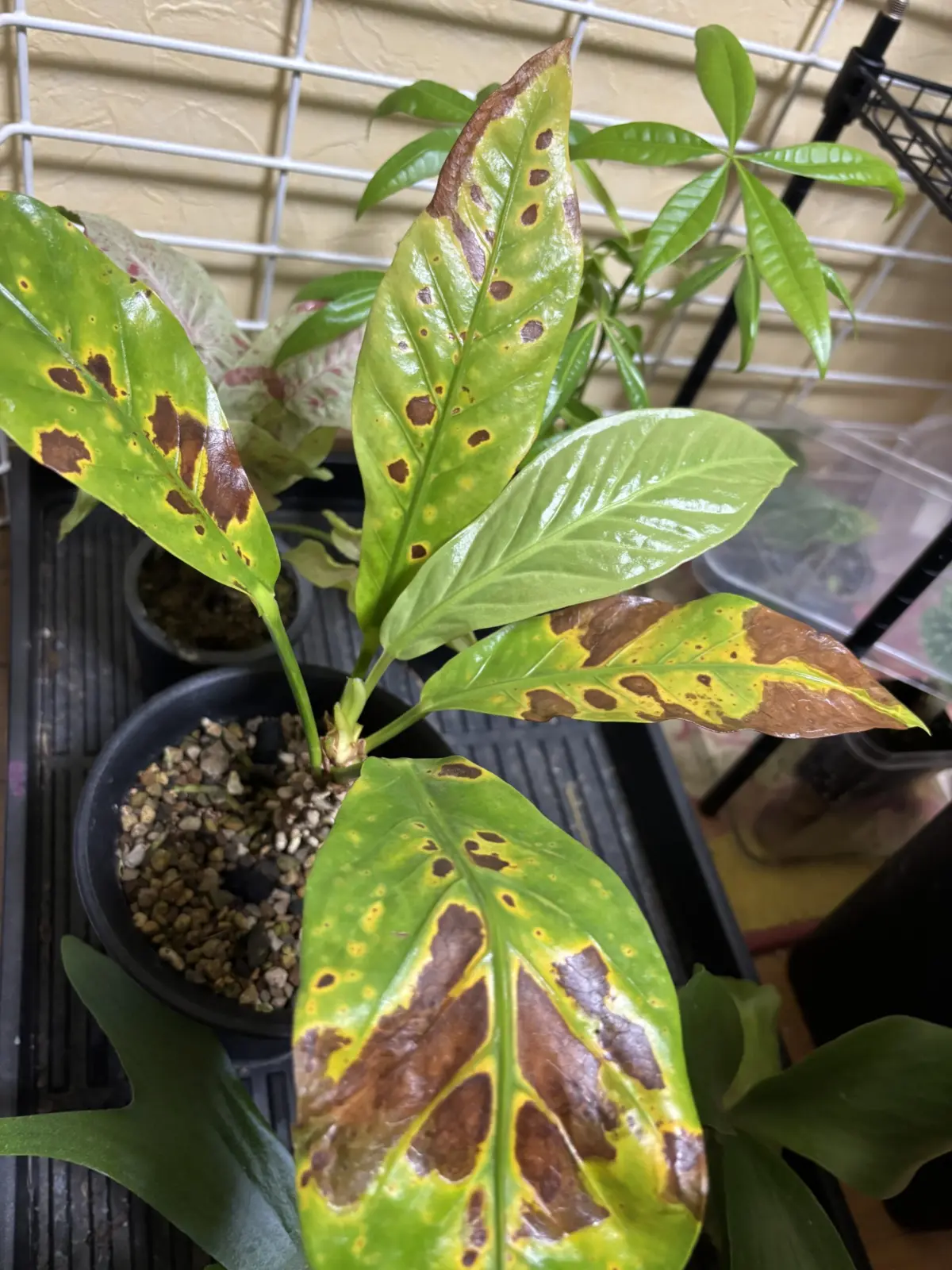 アンスリウム フーケリー 害虫被害？