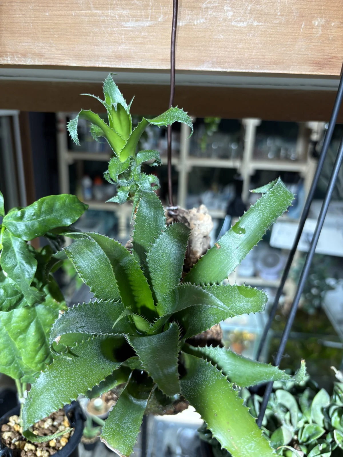 ハイラエアイカム　ムーレアナ