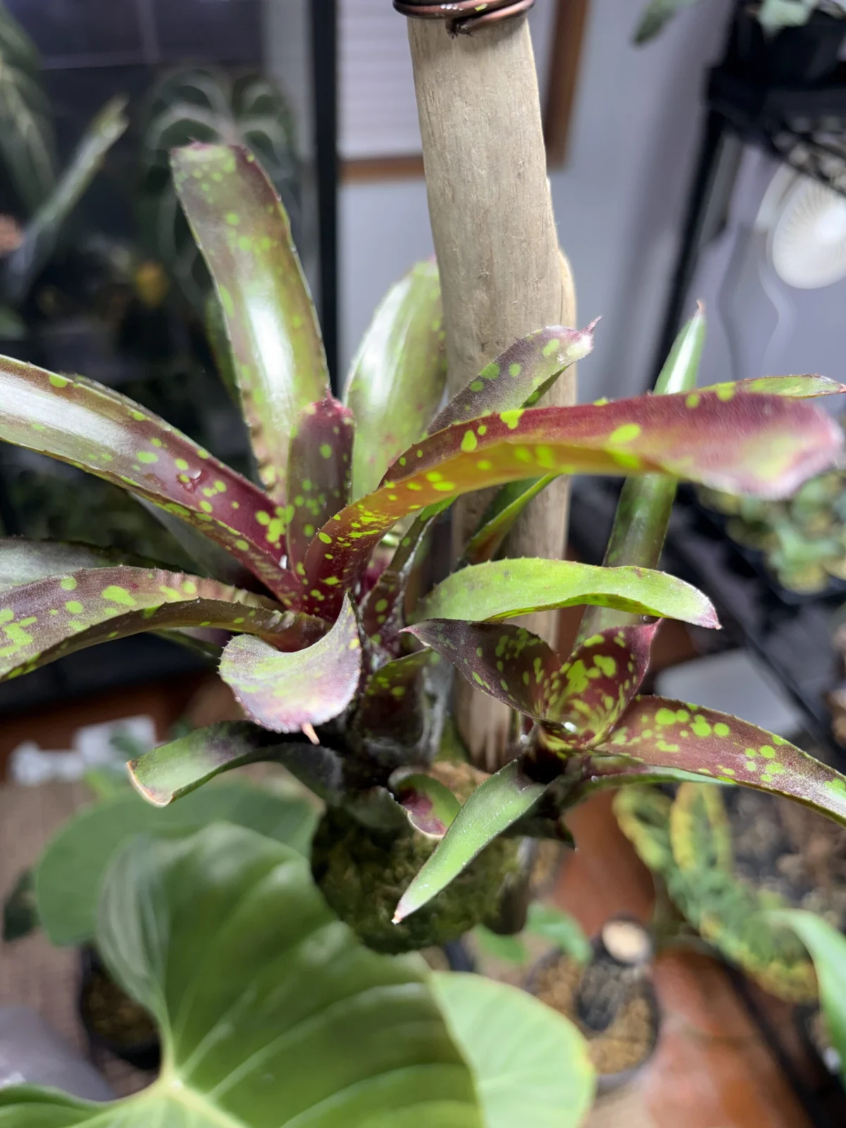 ネオレゲリア　ドミノ