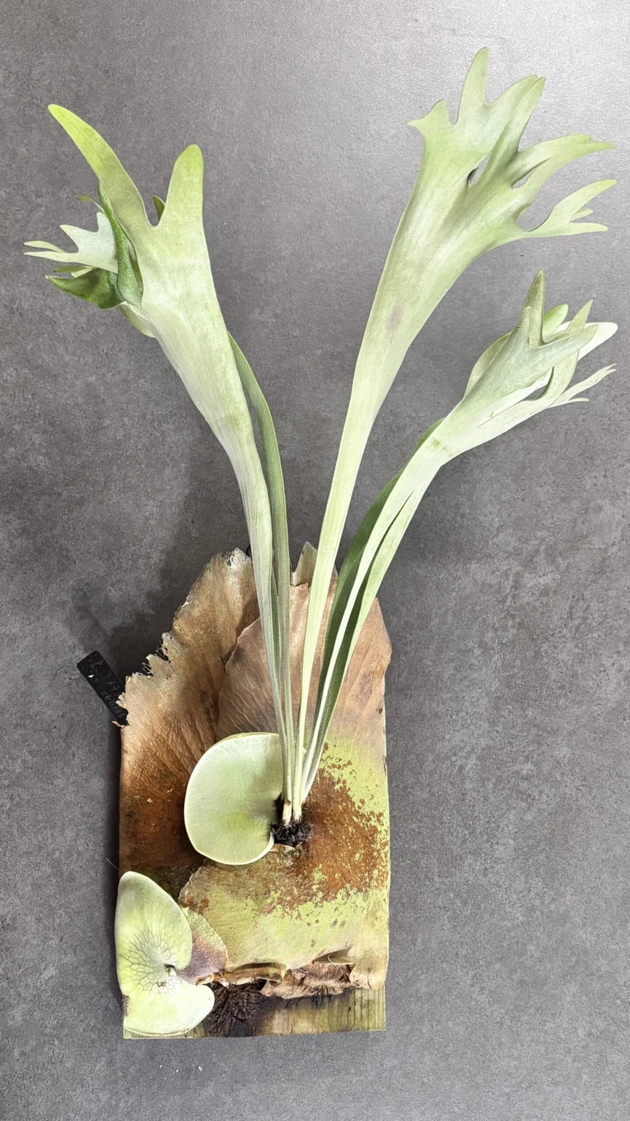 ビカクシダ　メラメラ