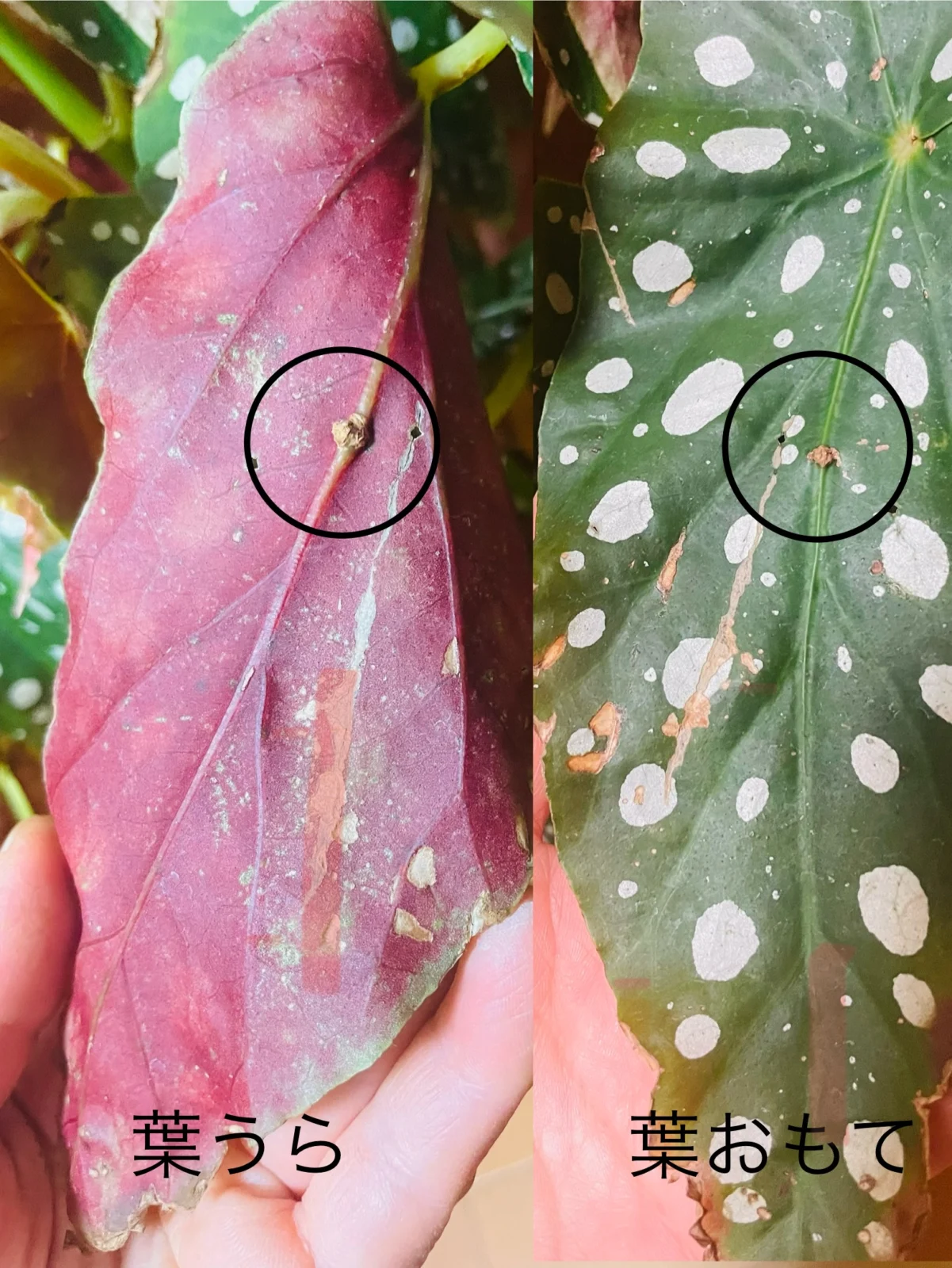 ベゴニア　マクラータ　葉の傷　エデマ？