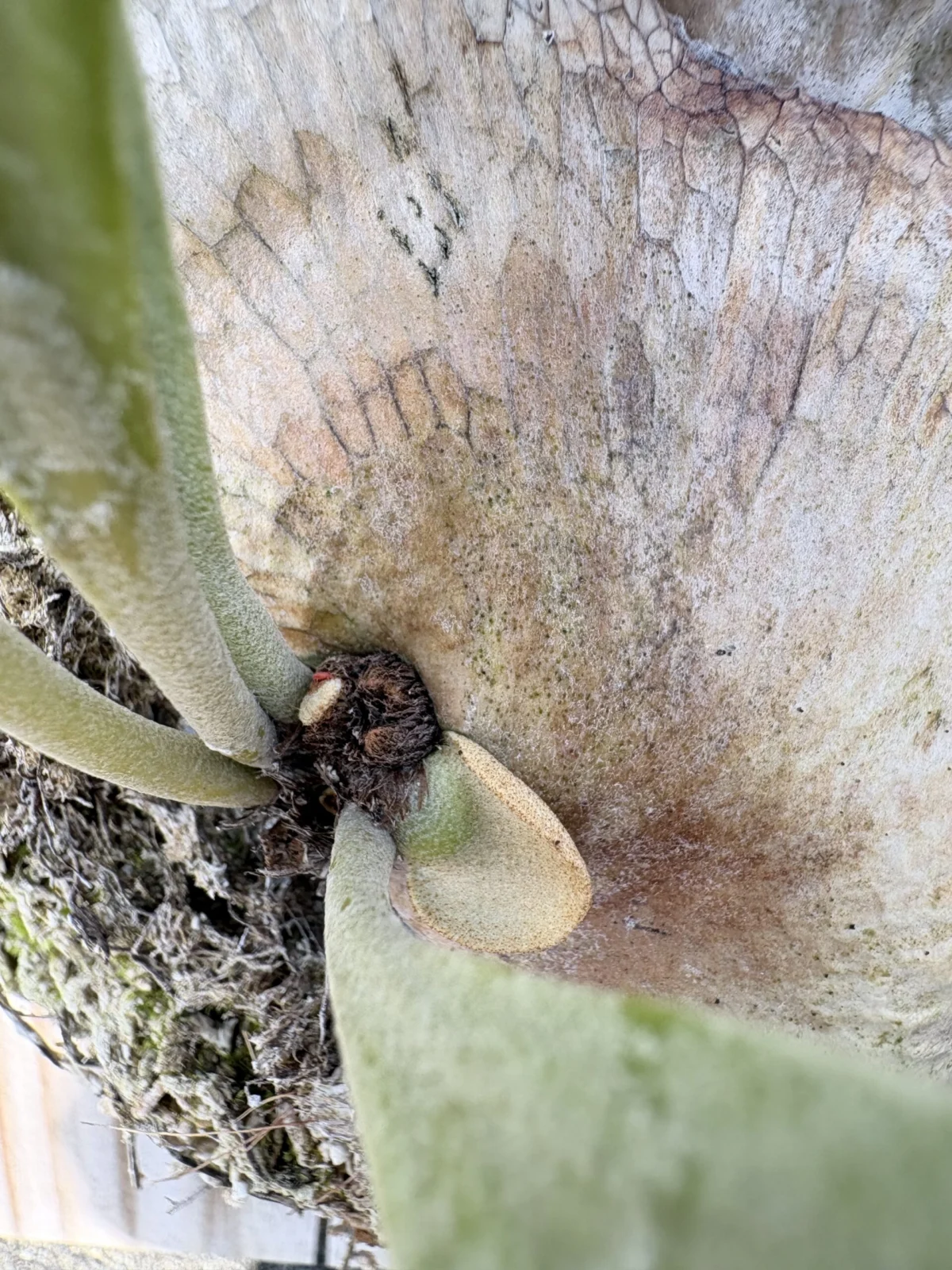 ビカクシダ　ホソバタチバサラニホソバ