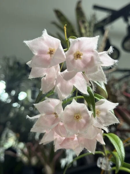 ホヤ　パラディセア　花