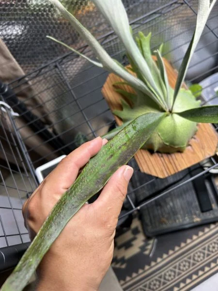 ビカクシダ　ベイチー　褐斑細菌病？