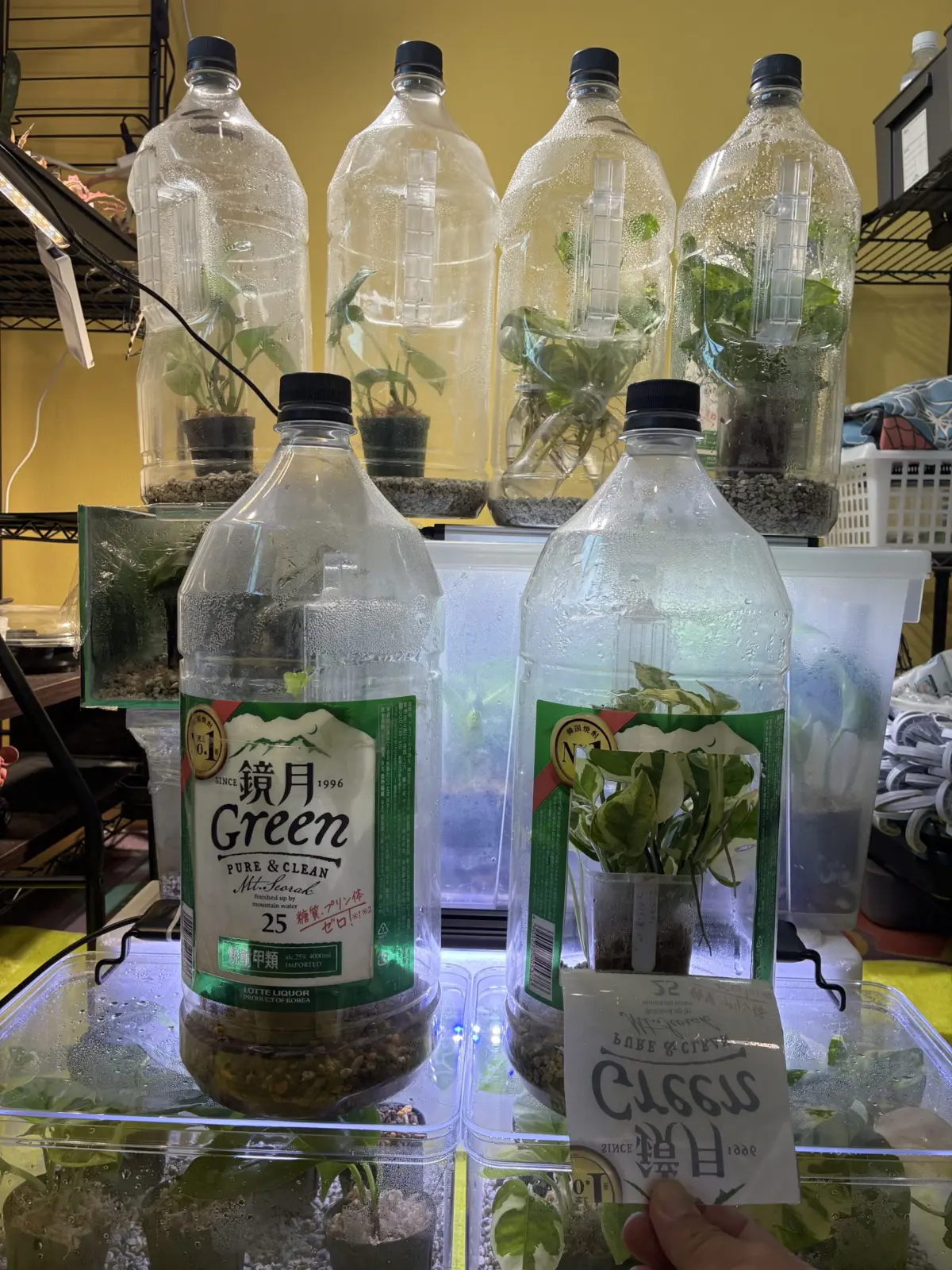 ポトス　全密閉　鏡月密閉