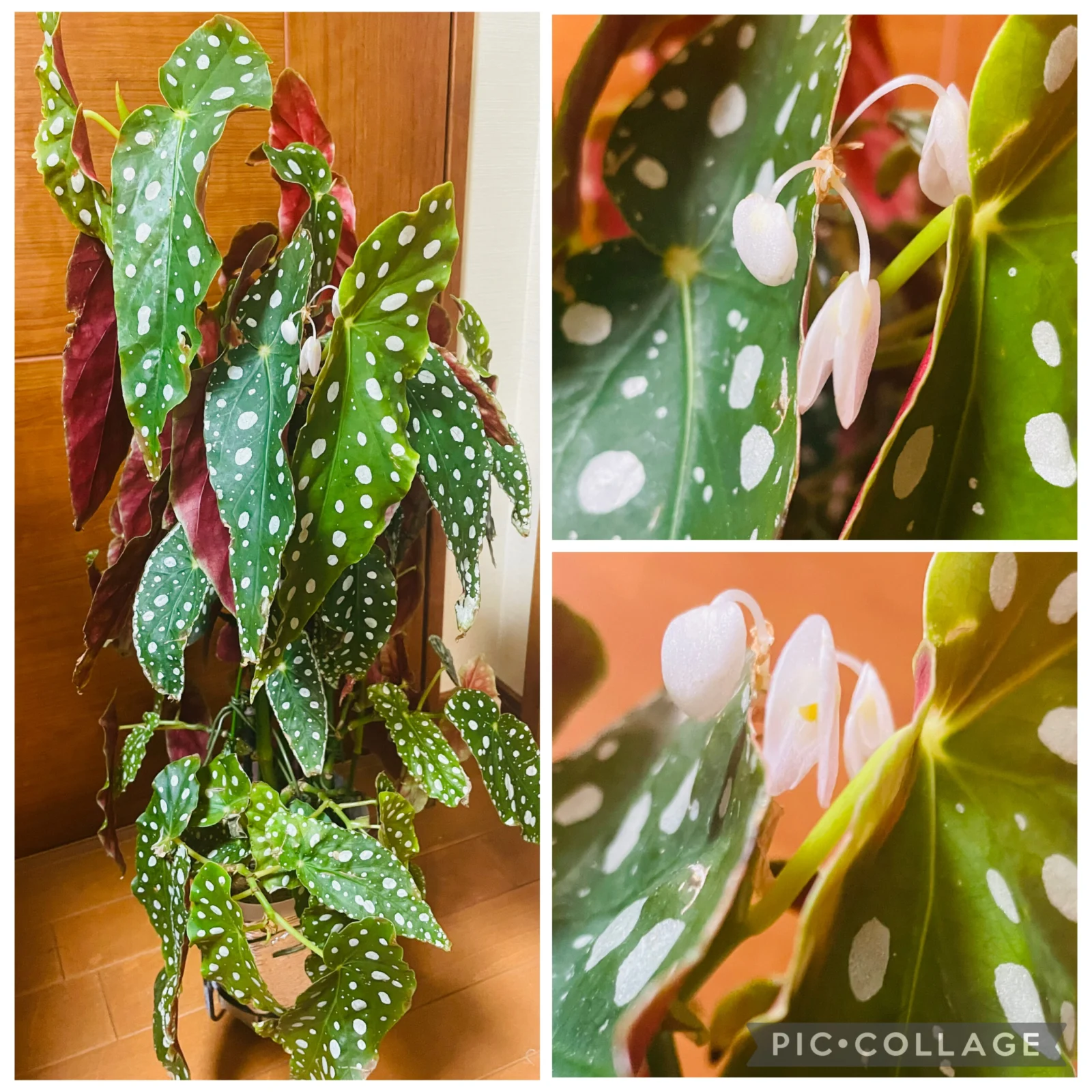 ベゴニア　マクラータ　雄花