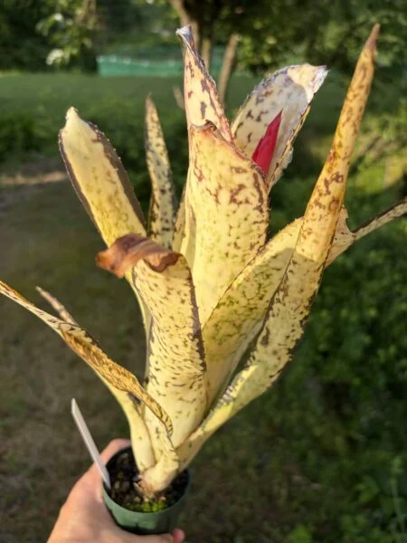 ビルベルギア　ホエイソックホワイト　花芽