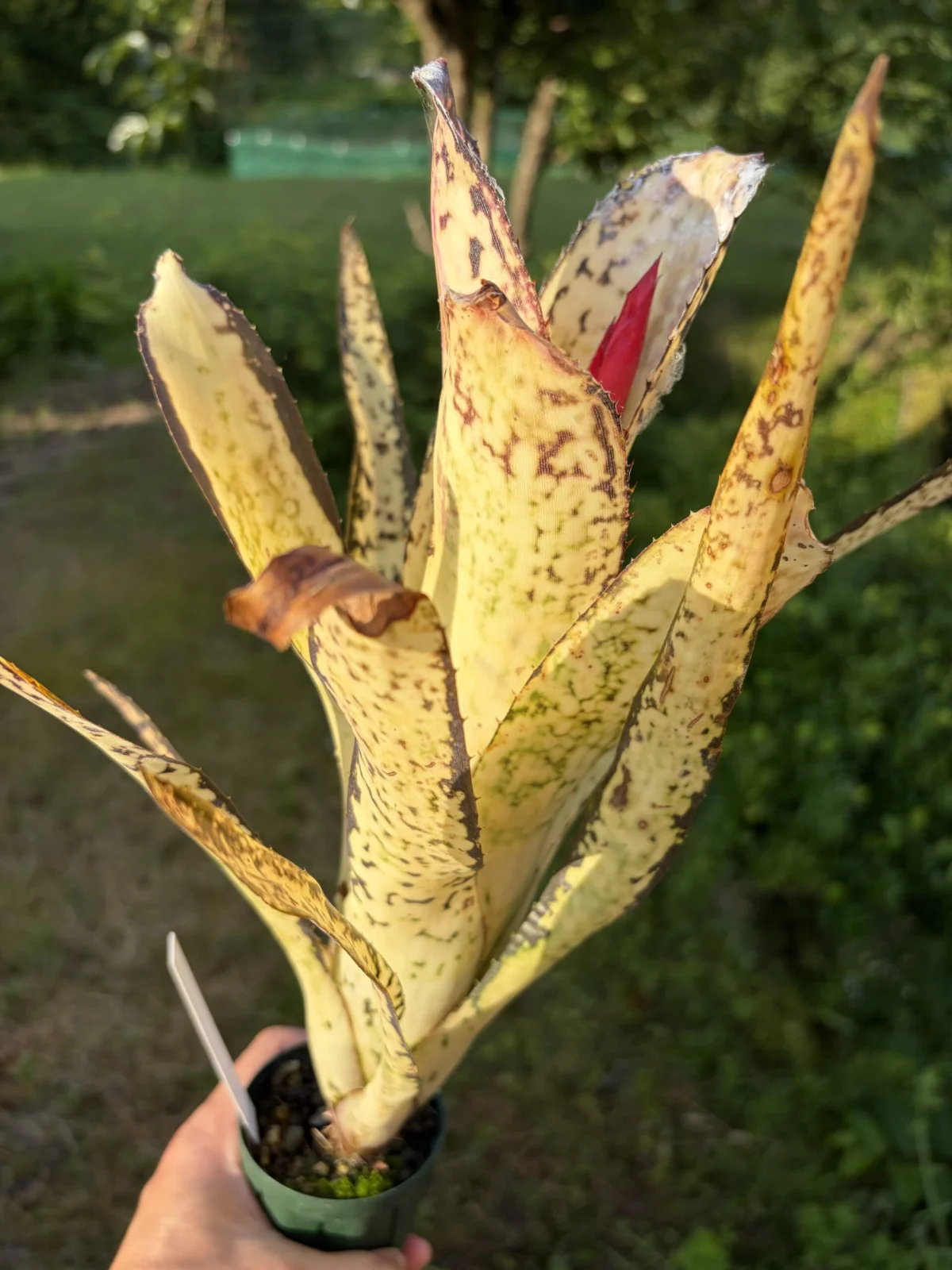 ビルベルギア　ホエイソックホワイト　花芽