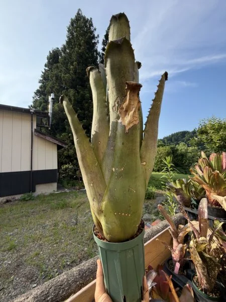ホヘンベルギア　sp チャパダディアマンティナ