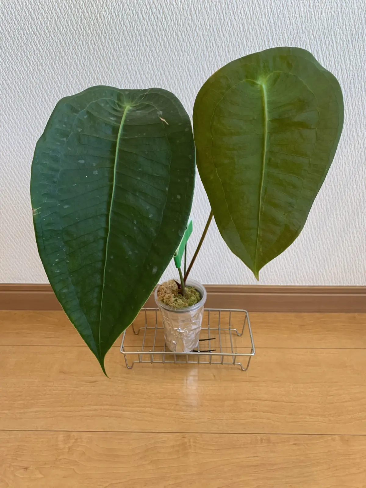 アンスリウム　ペルティゲラム