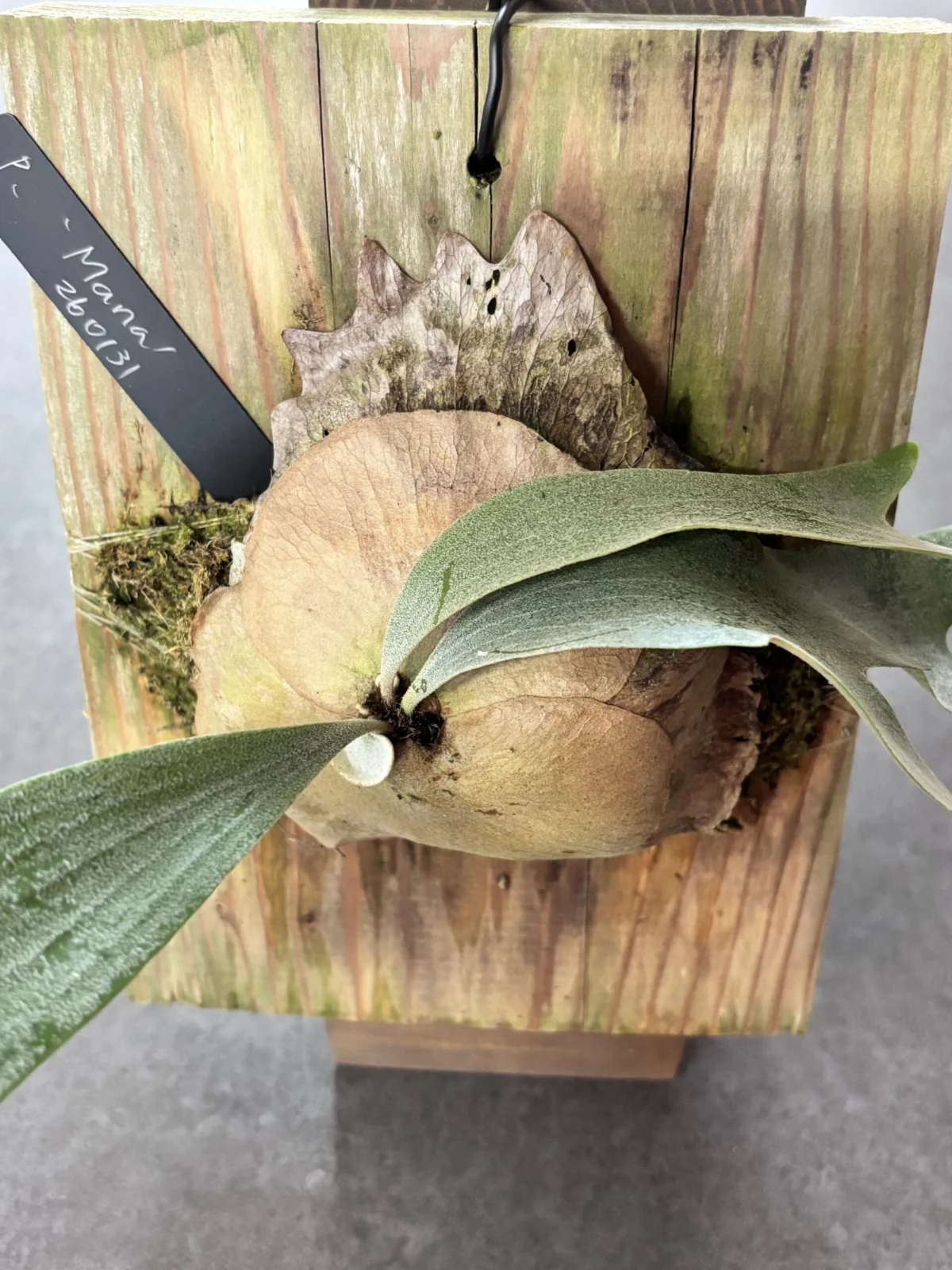 ビカクシダ　マナ