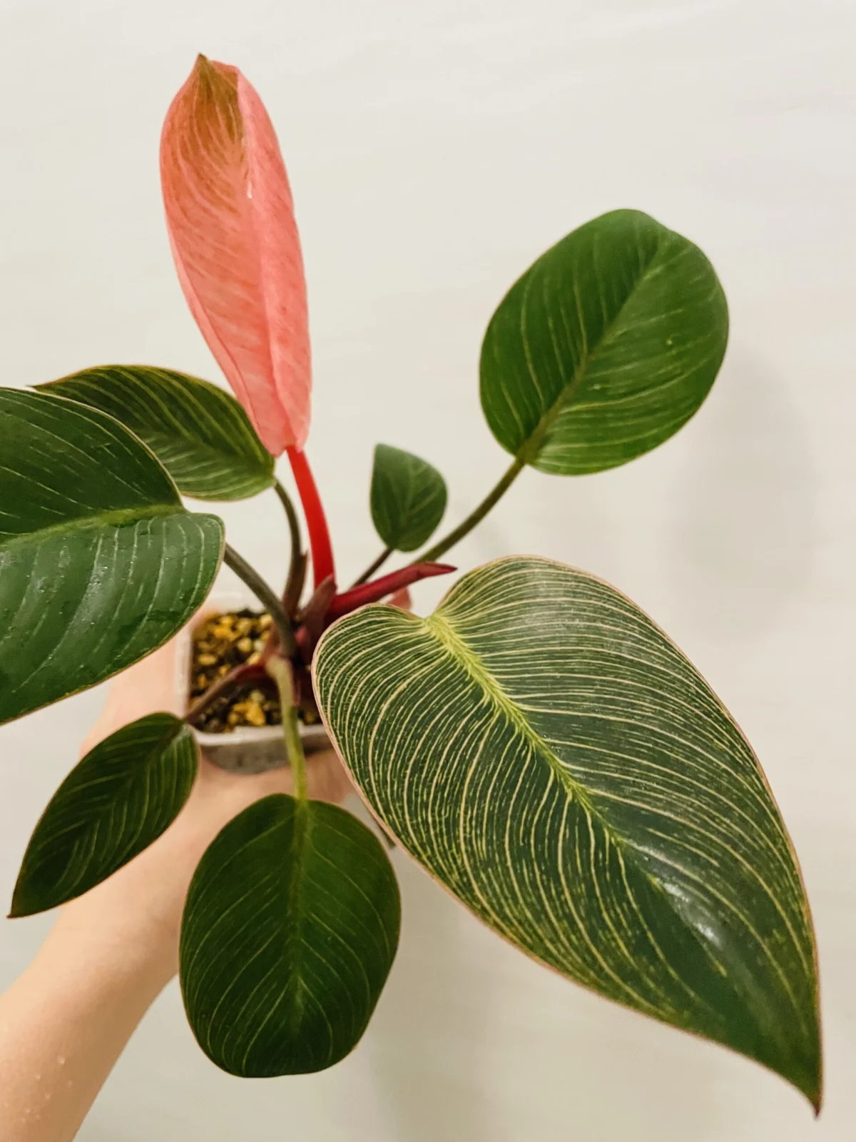 フィロデンドロン　ピンクバーキン　新葉展開