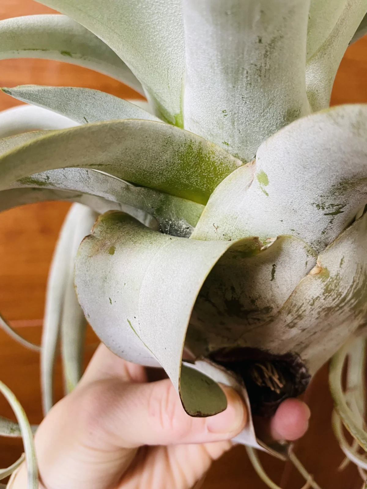 ティランジア キセログラフィカ 蜘蛛の巣 ハダニではない