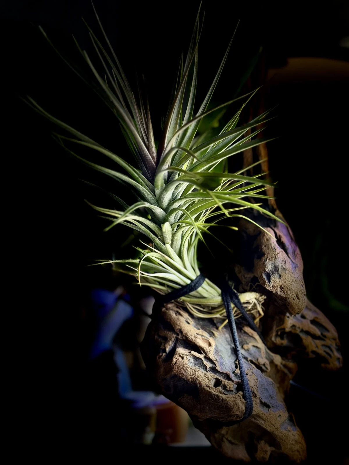 テヌイフォリア スリナメンシス