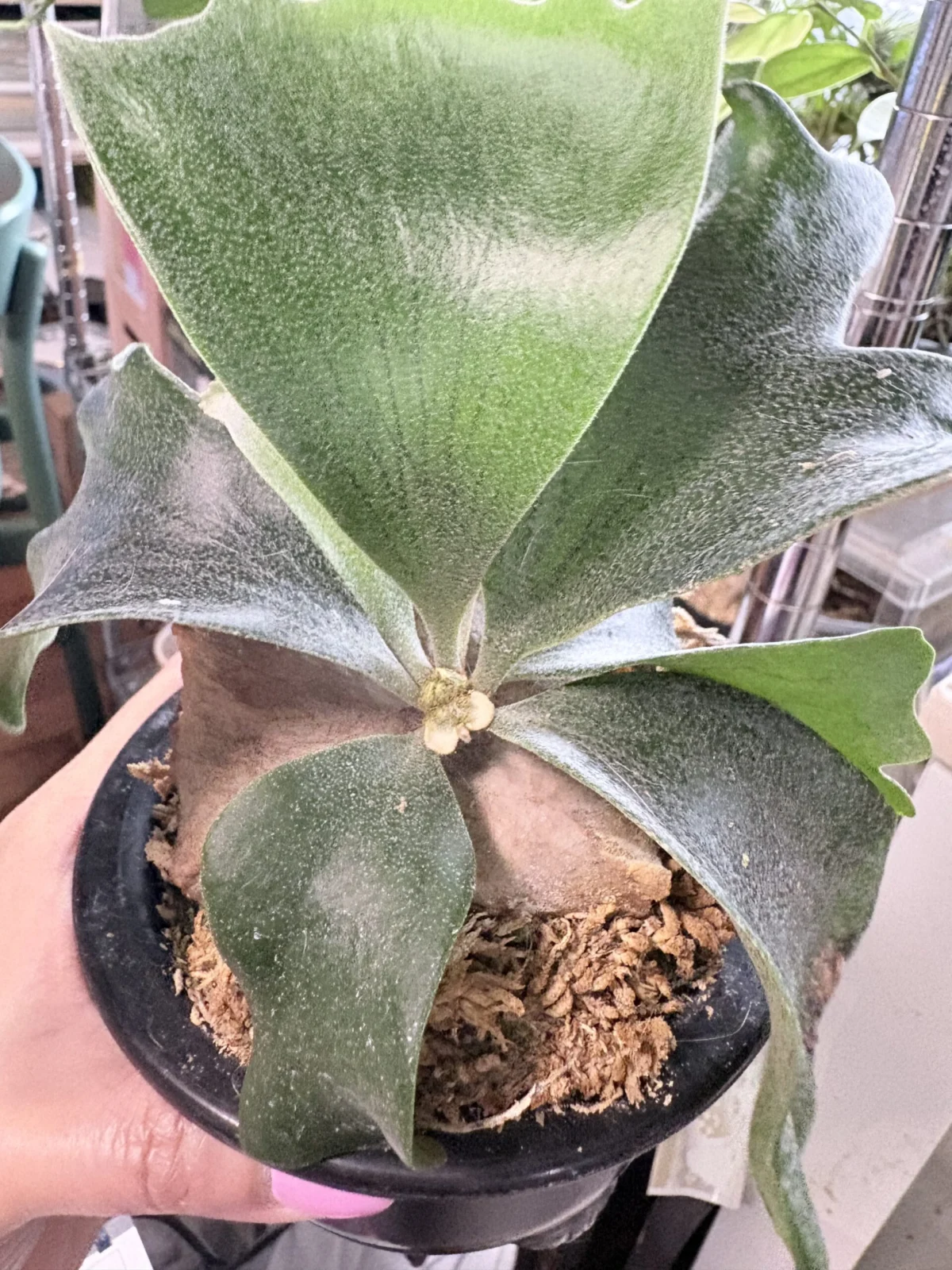 ビカクシダ　のこぎり