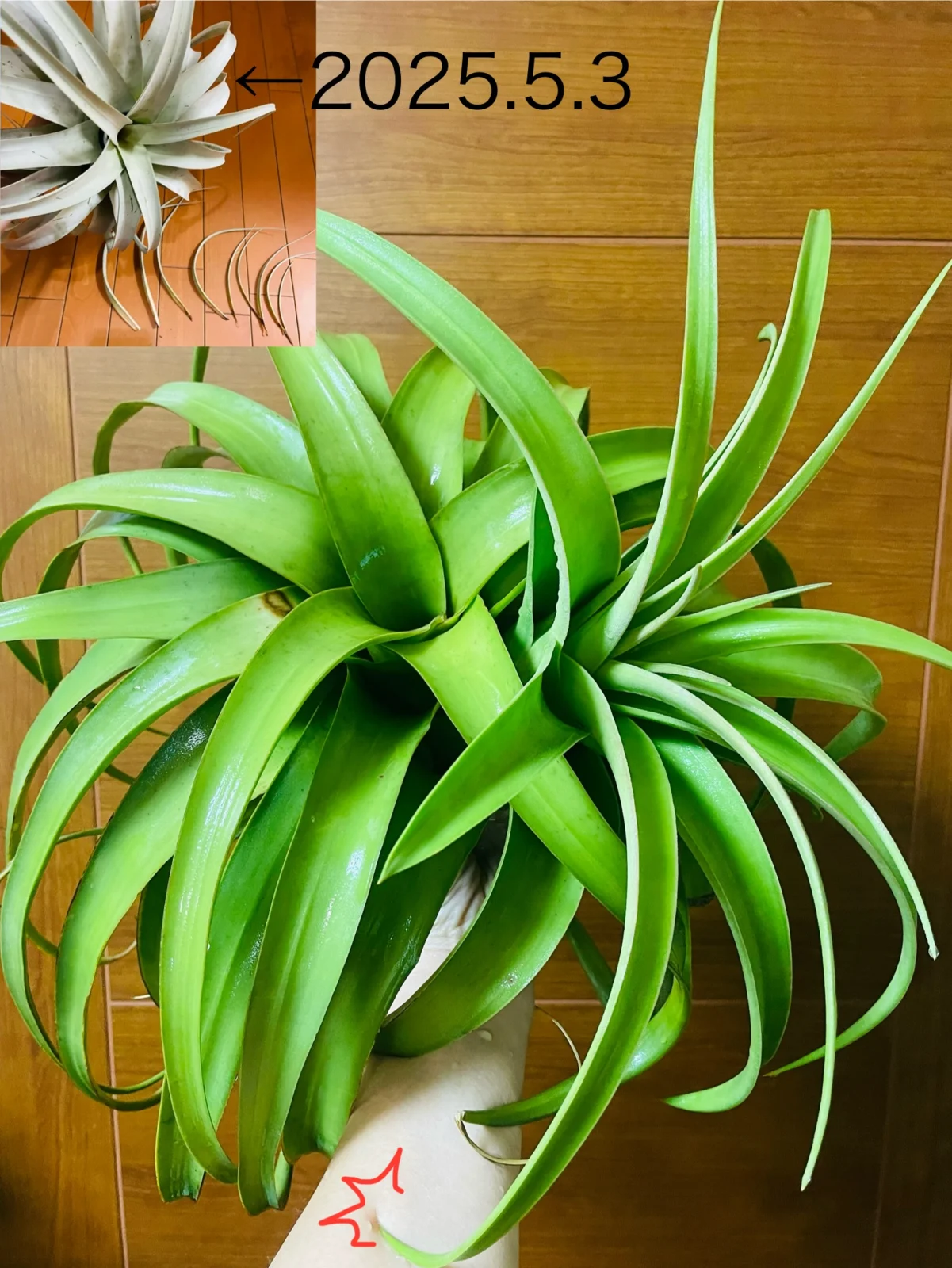 ティランジア キセログラフィカ 復活から子株