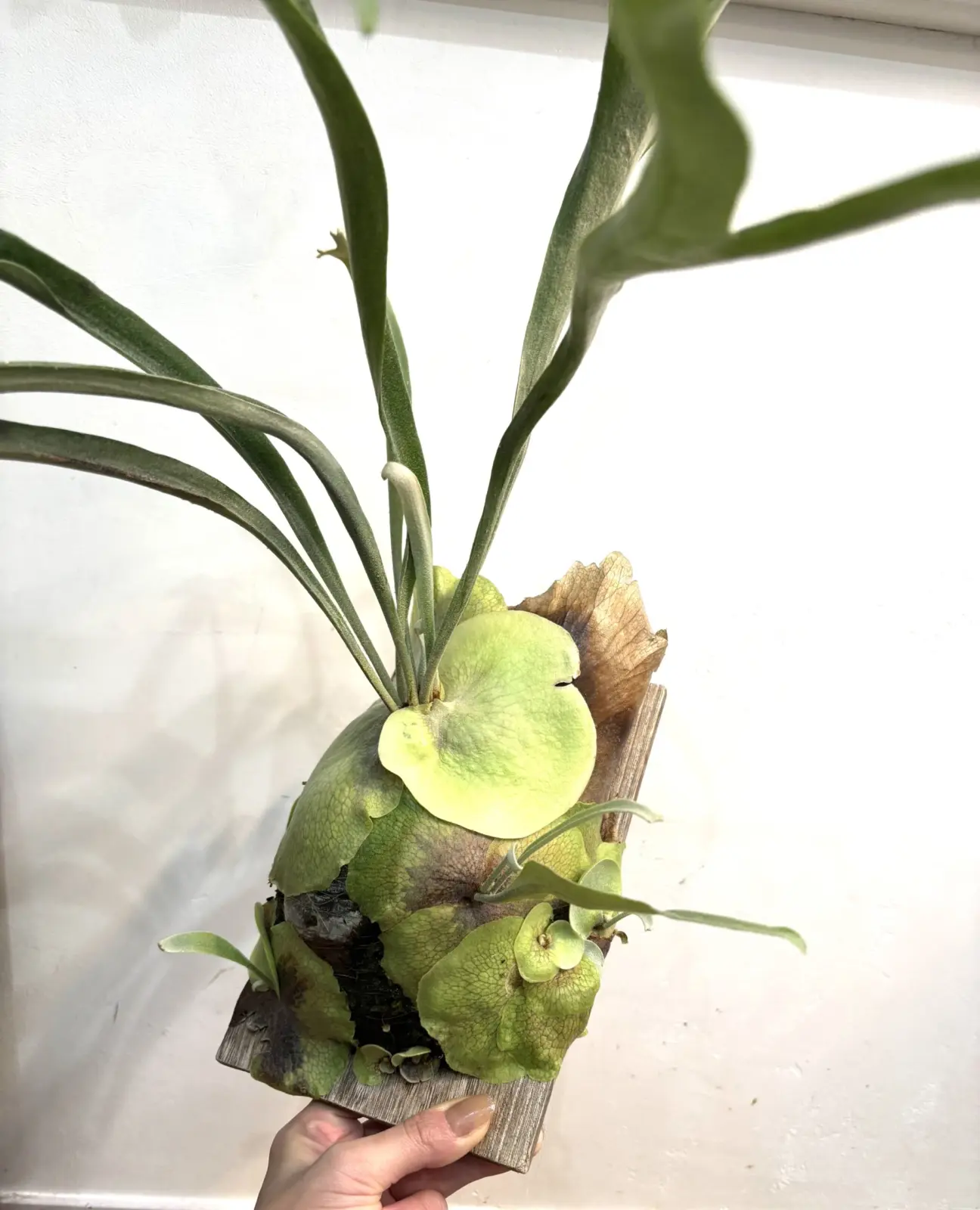 ビカクシダ 写楽