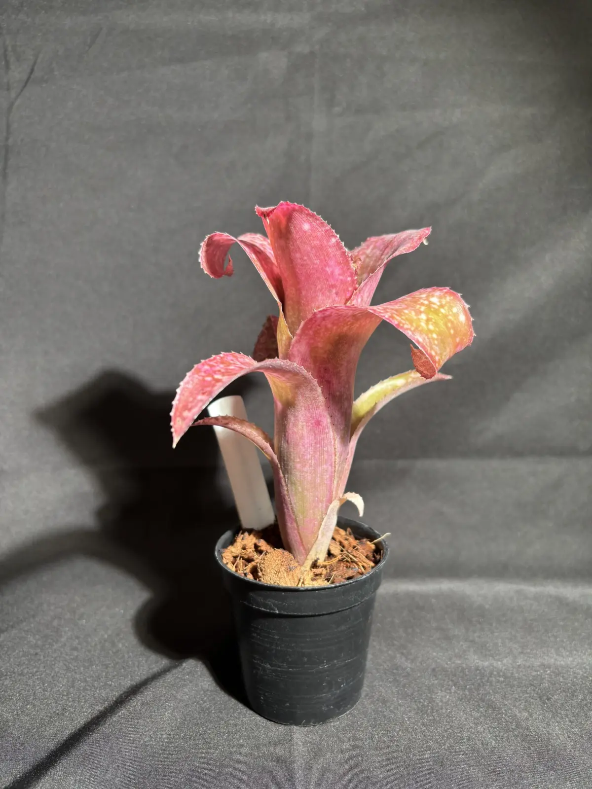 ビルベルギア　ピンクシャンパン