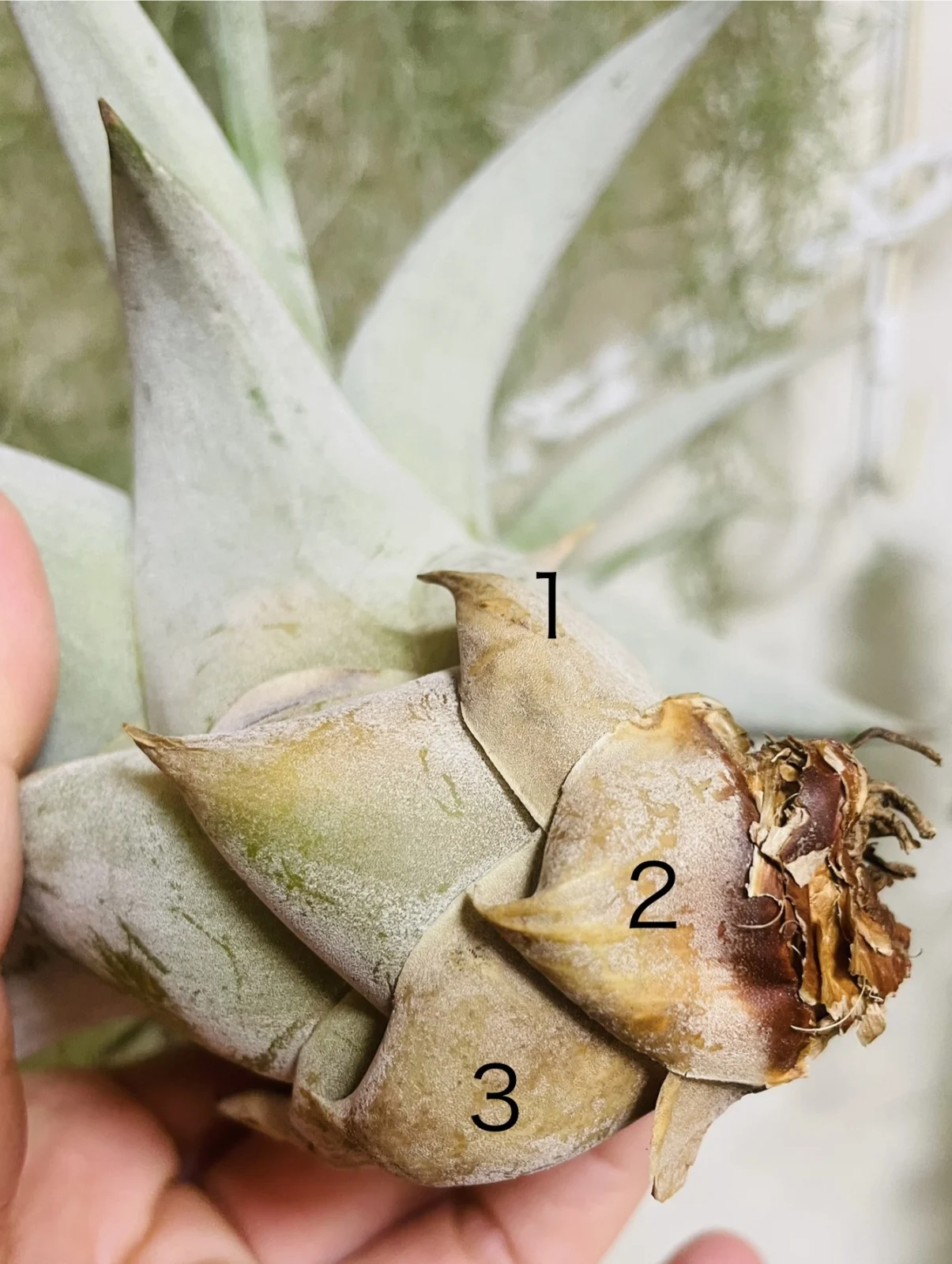 ティランジア キセログラフィカ 枯葉?