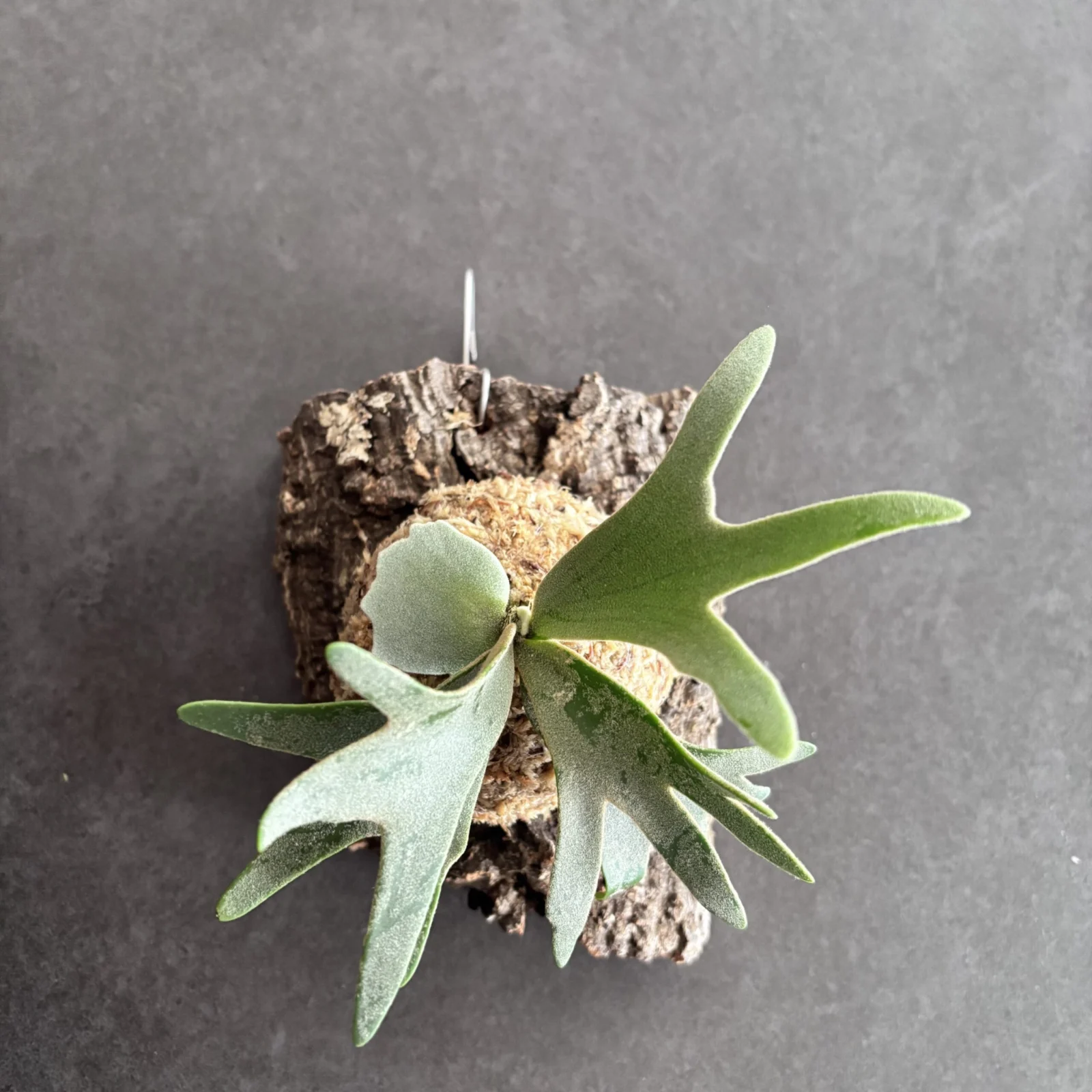 ビカクシダ　ウィリンキー ナノ