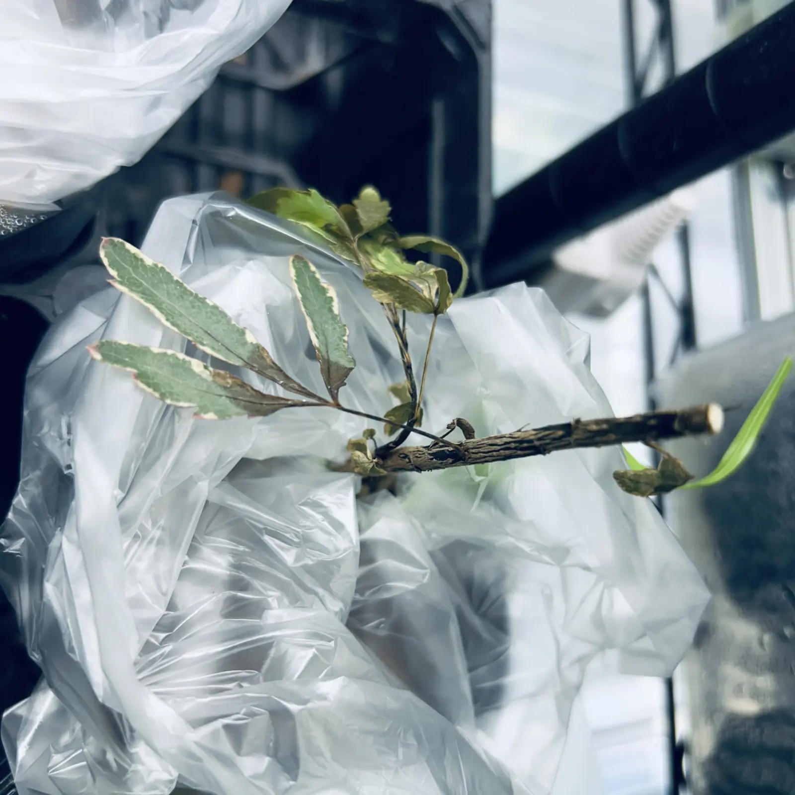 アラレア 斑入り 植え替え失敗