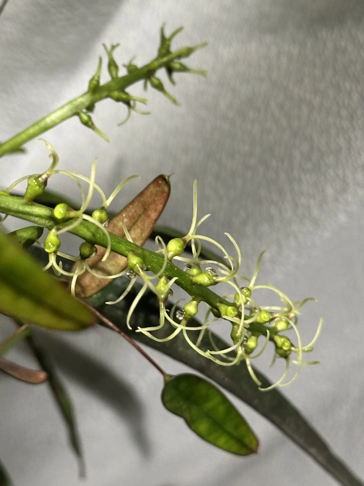 トビハクロトン　花