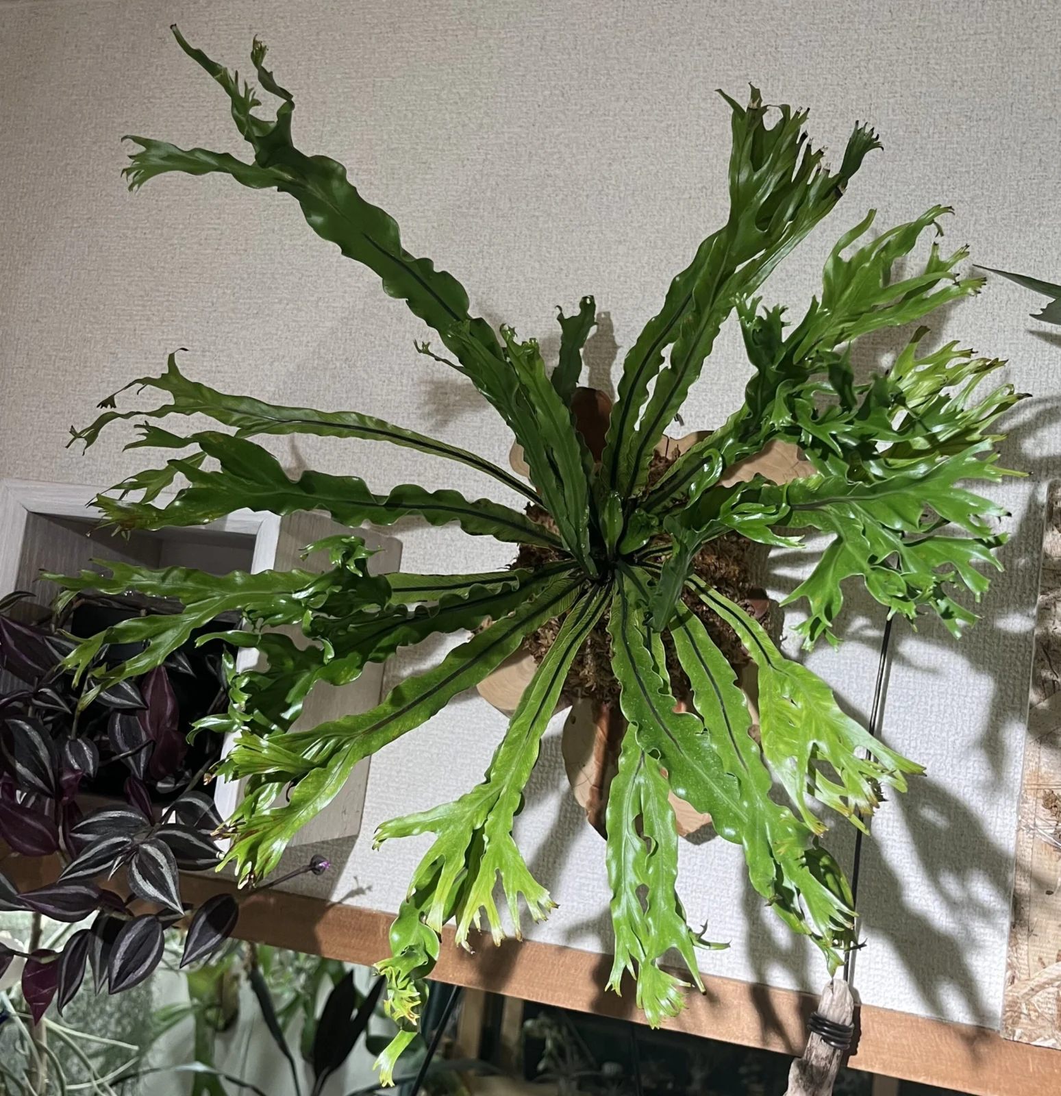 アスプレニウム　ニダス　斑入り