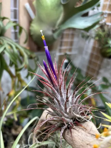 ティランジア　イオナンタ　ゼブリナ　花