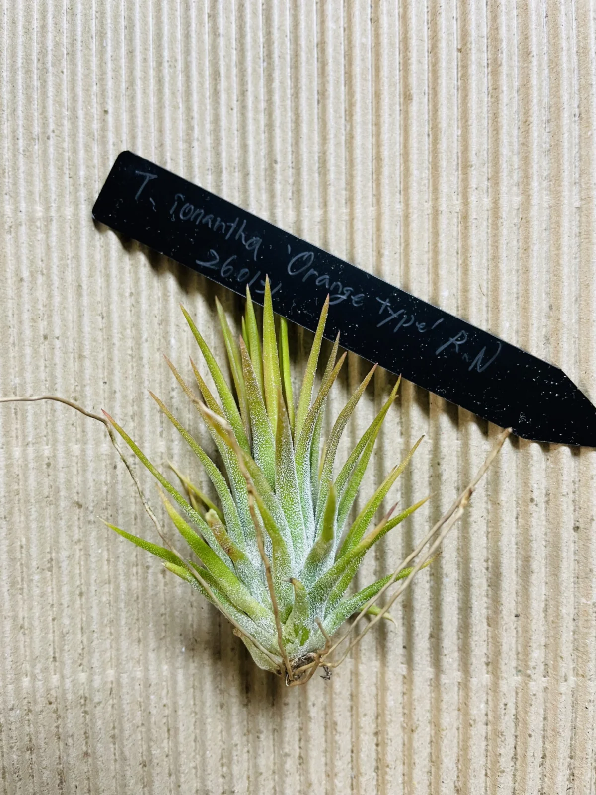 ティランジア　イオナンタ　オレンジタイプ