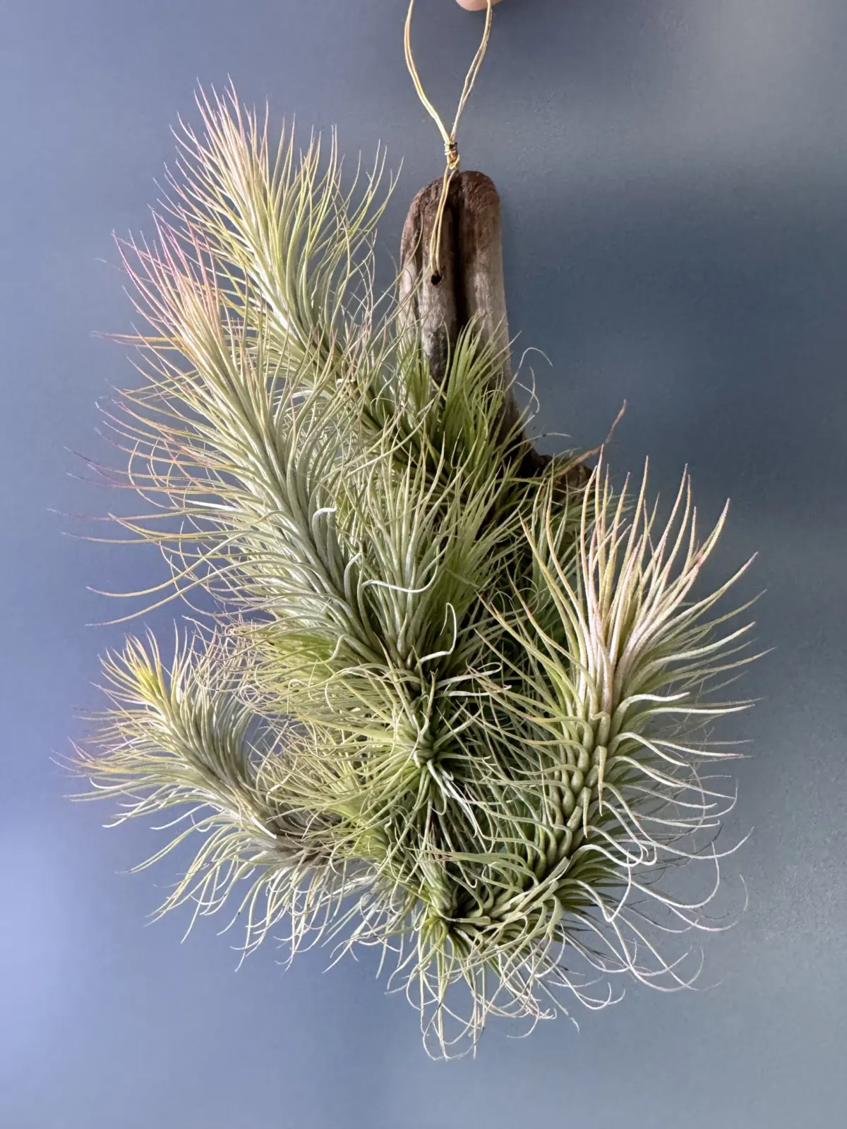 ティランジア　フンキアナ　クランプ