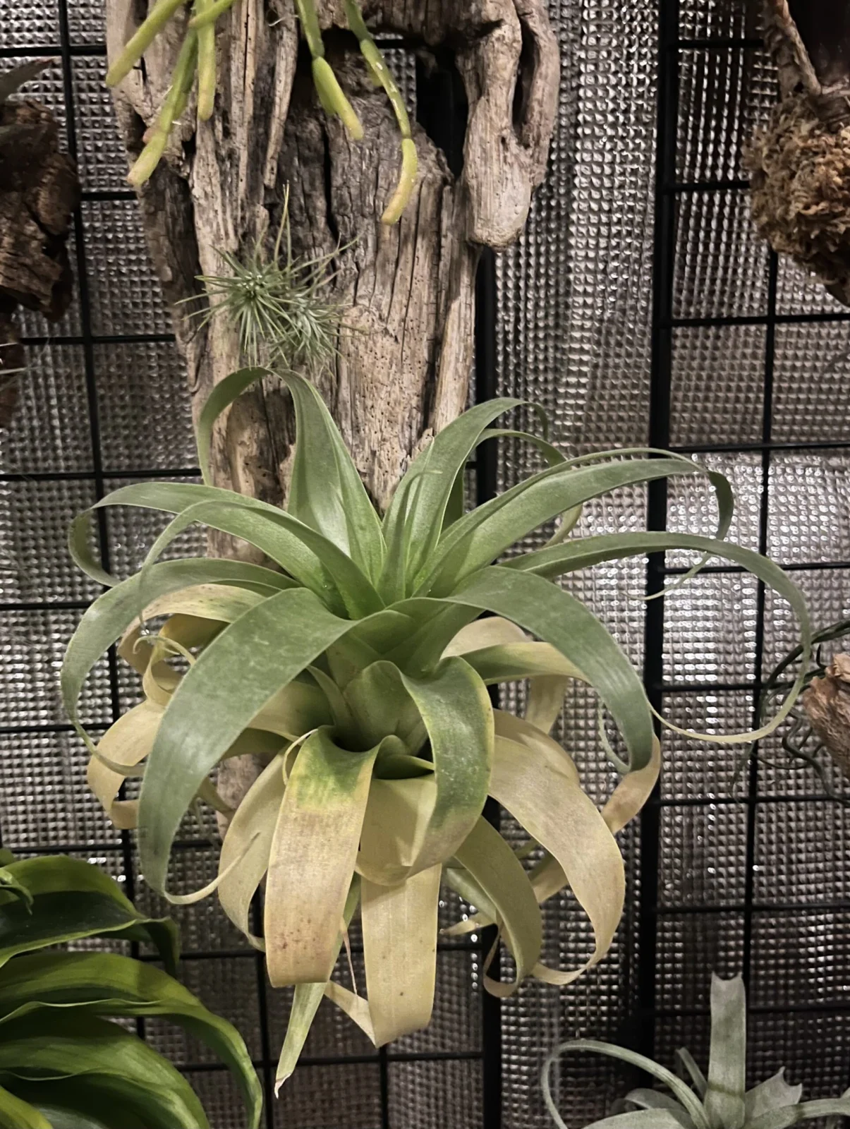 ティランジア　サマンサ