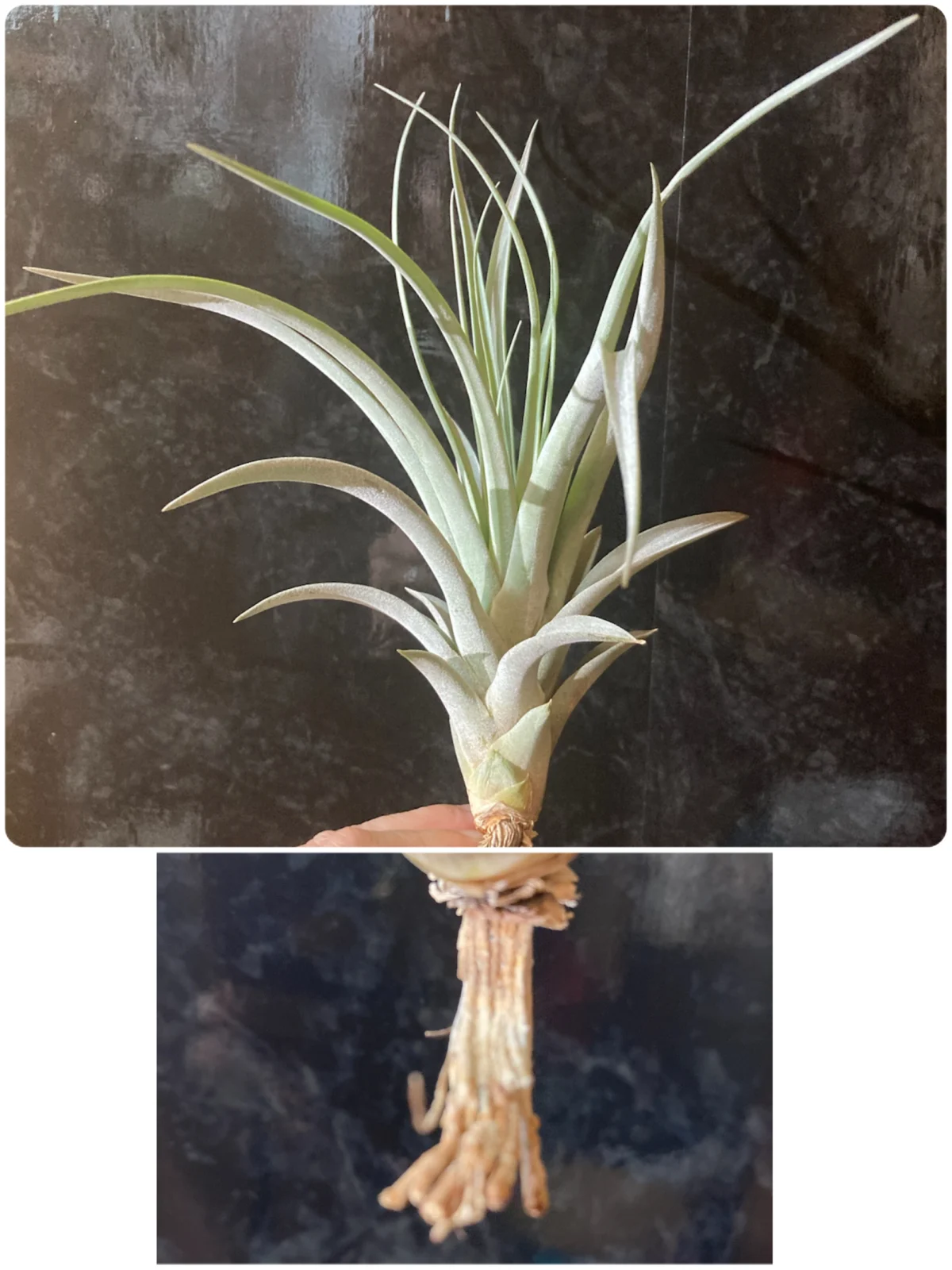 ティランジア コレアレイ