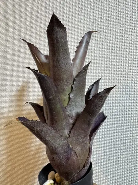 ホヘンベルギア　ハワイフォーム x サンドラズマウンテン