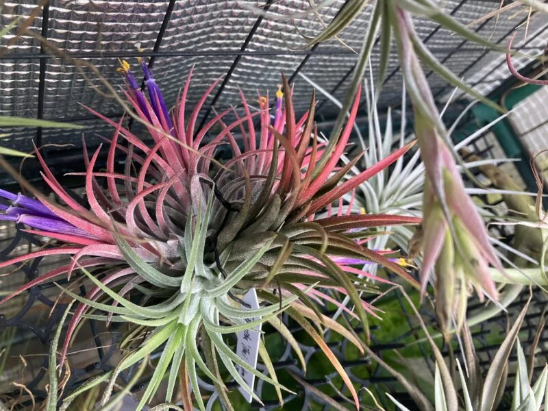 ティランジア イオナンタ タイルブラ 開花