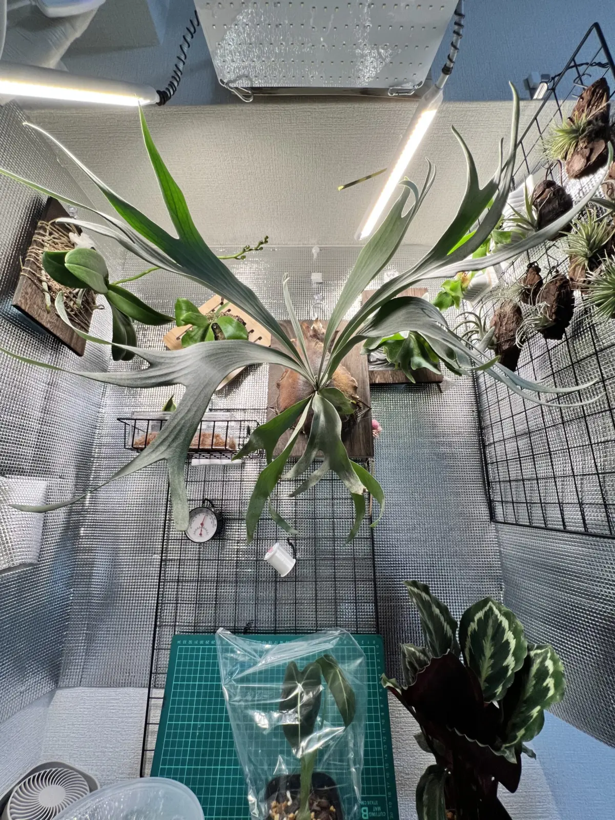 ビカクシダ　ホワイトホーク