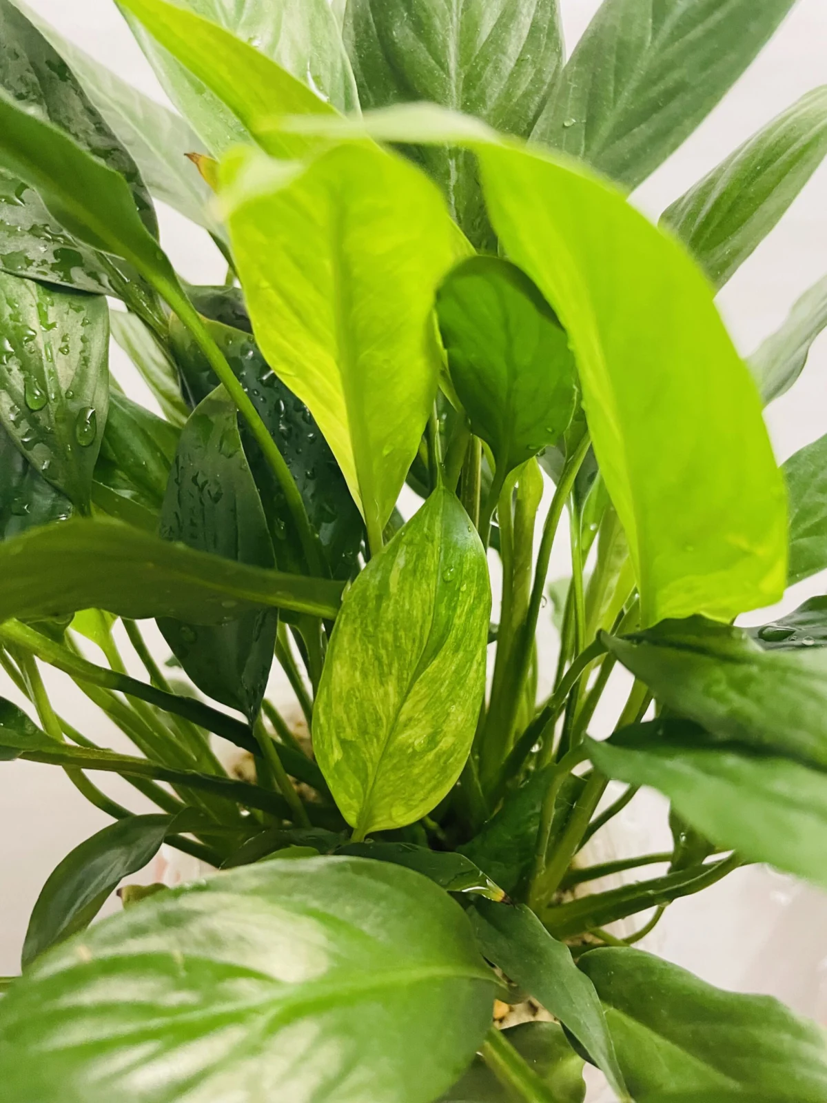 スパティフィラム　斑入り