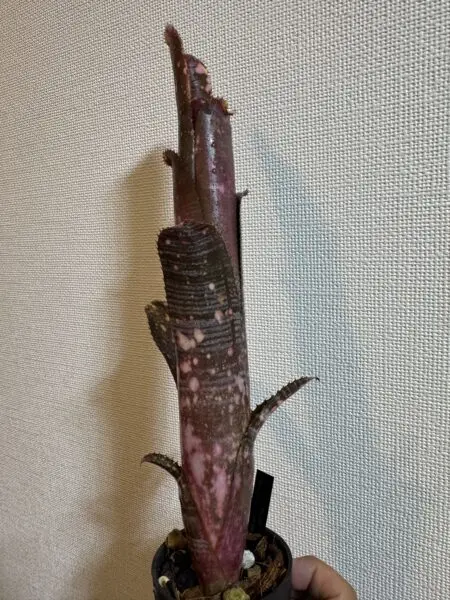 ビルベルギア　バニスファクター