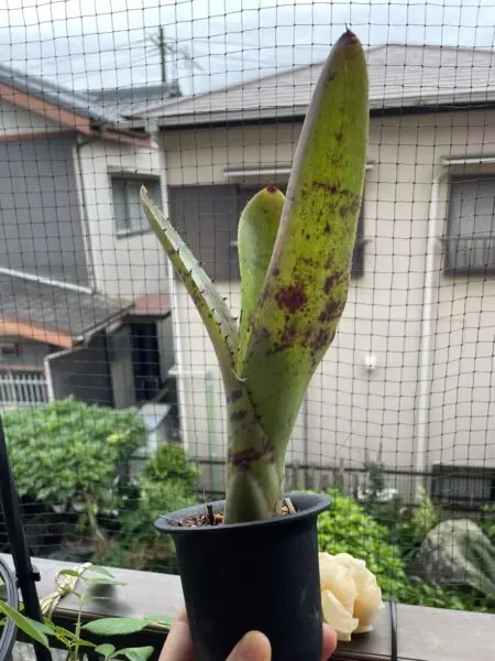 ネオレゲリア カルカロドン タイガー