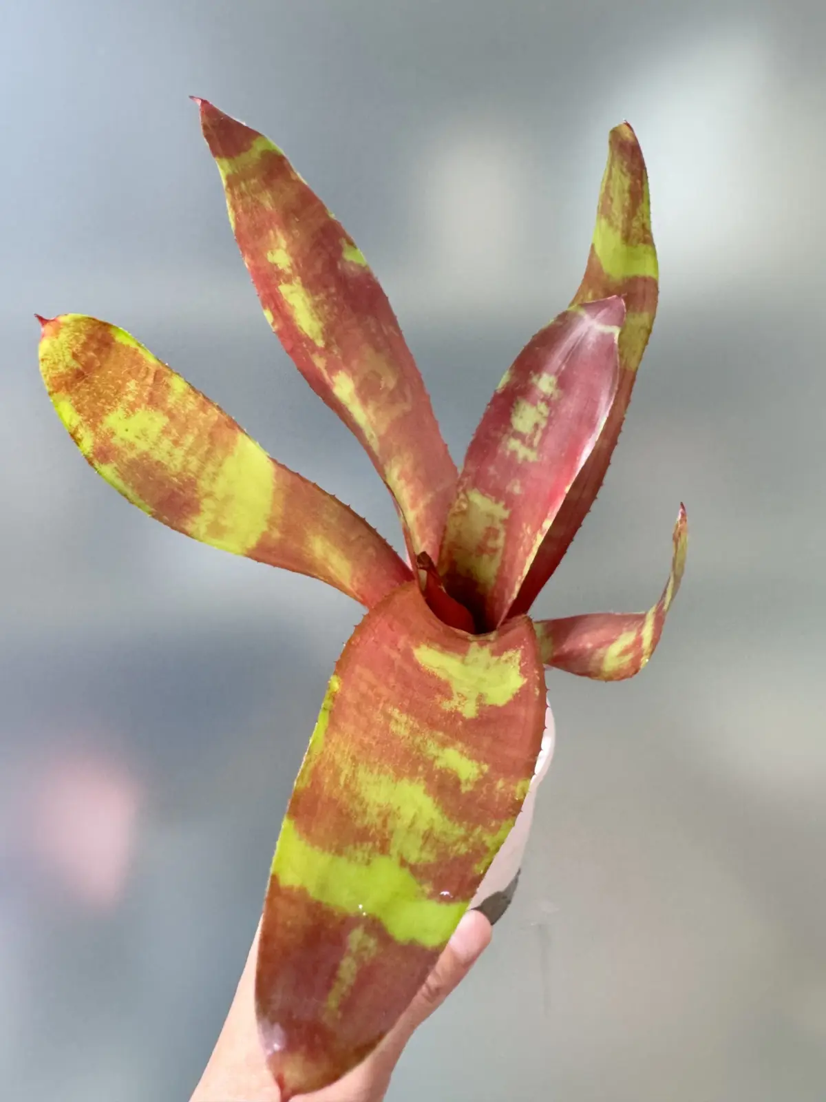 ネオレゲリア　ラズベリーリップル