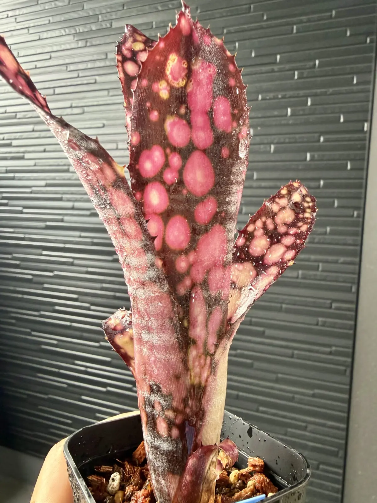 ビルベルギア　ブラックパール