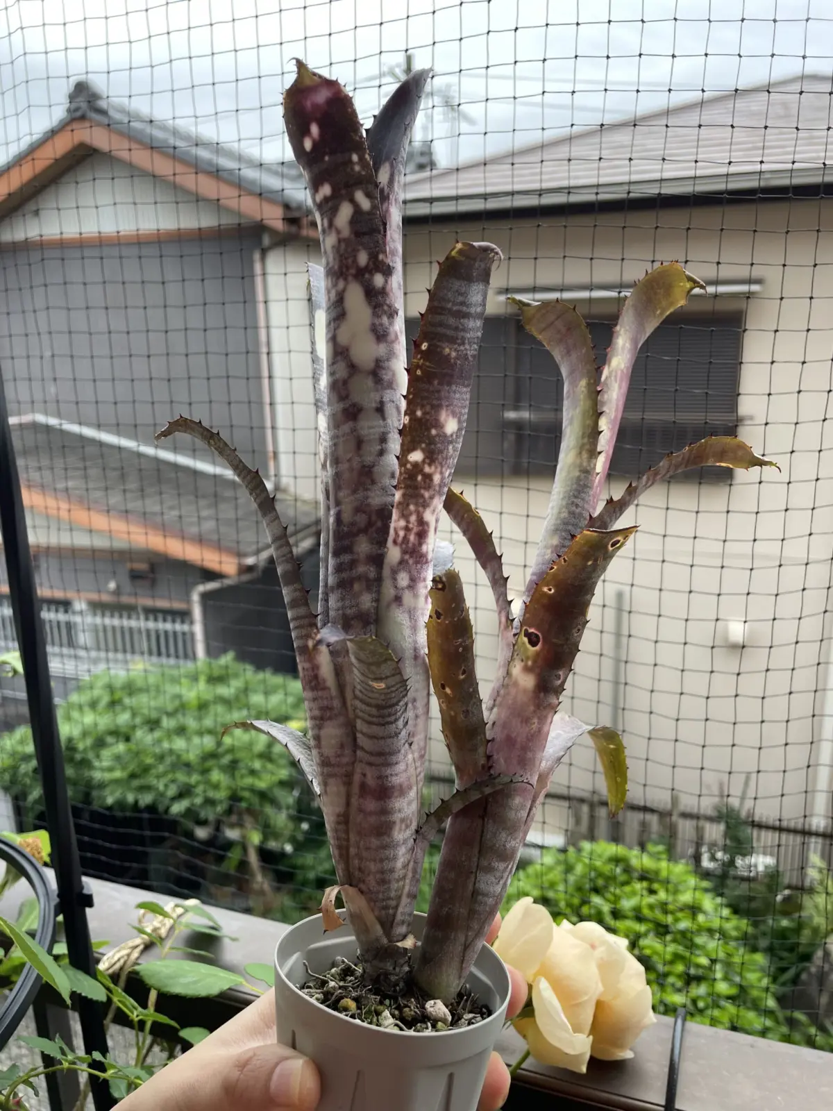 ビルベルギア　パイプライン