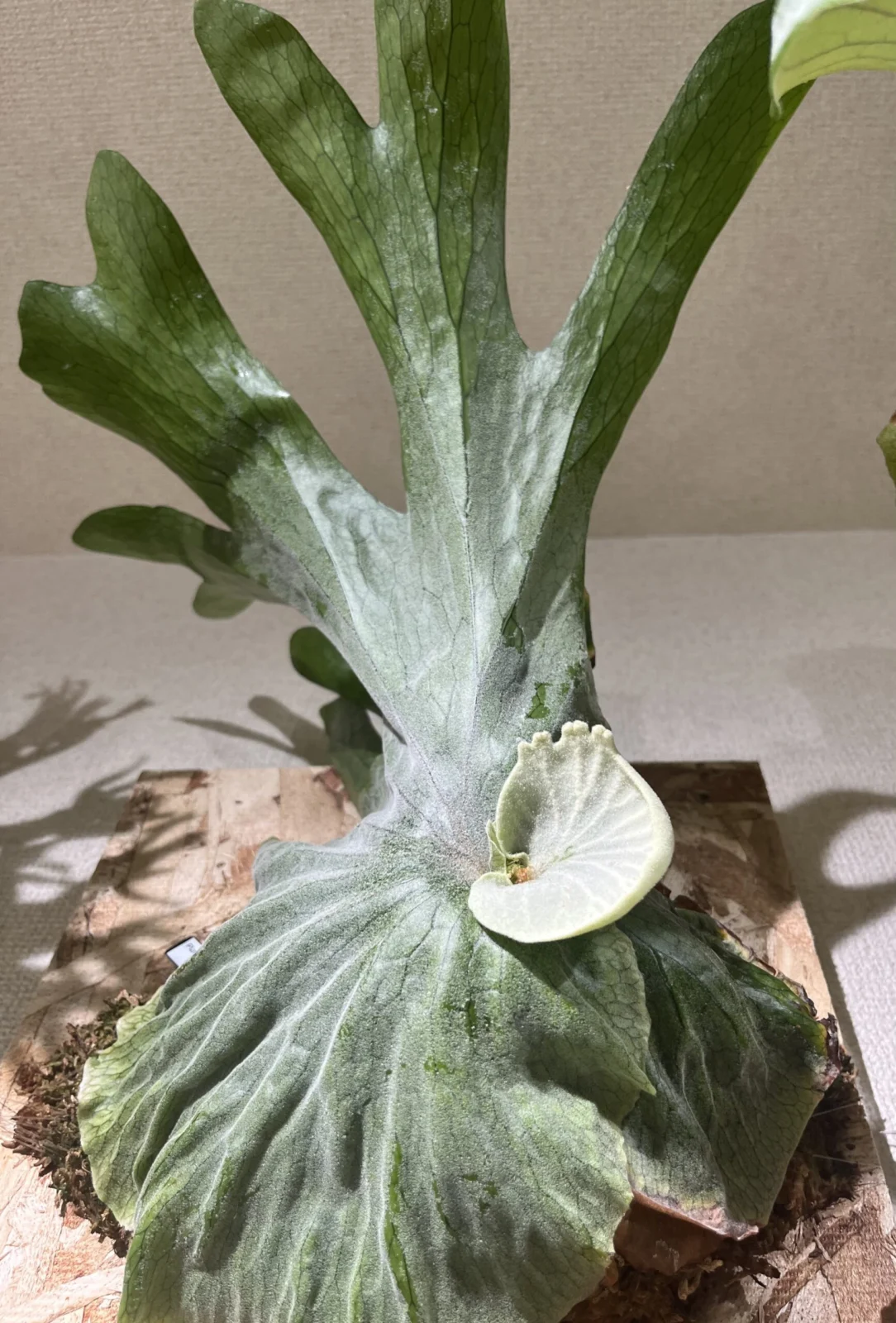 ビカクシダ　グランデ