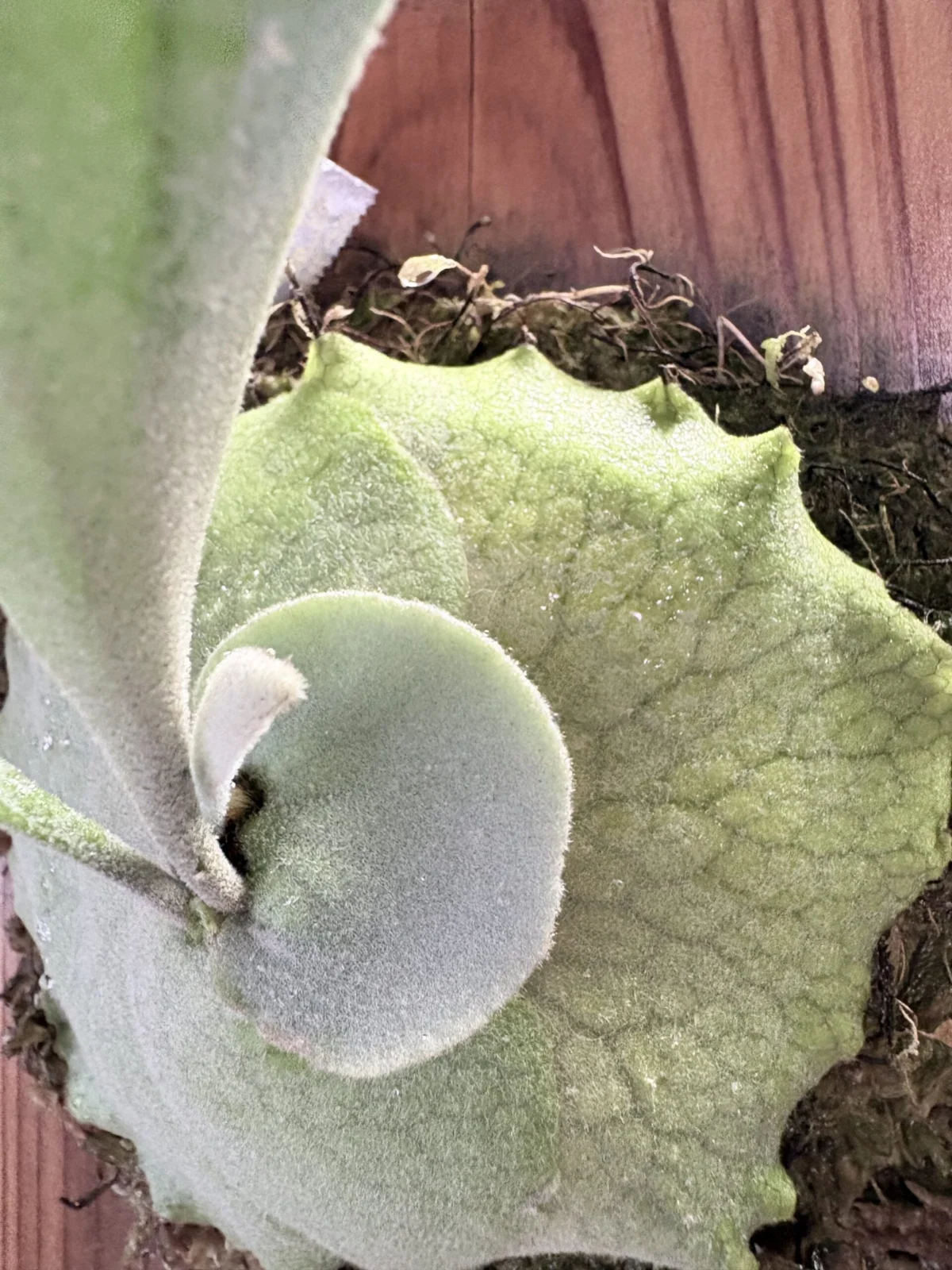 ビカクシダ　MW11