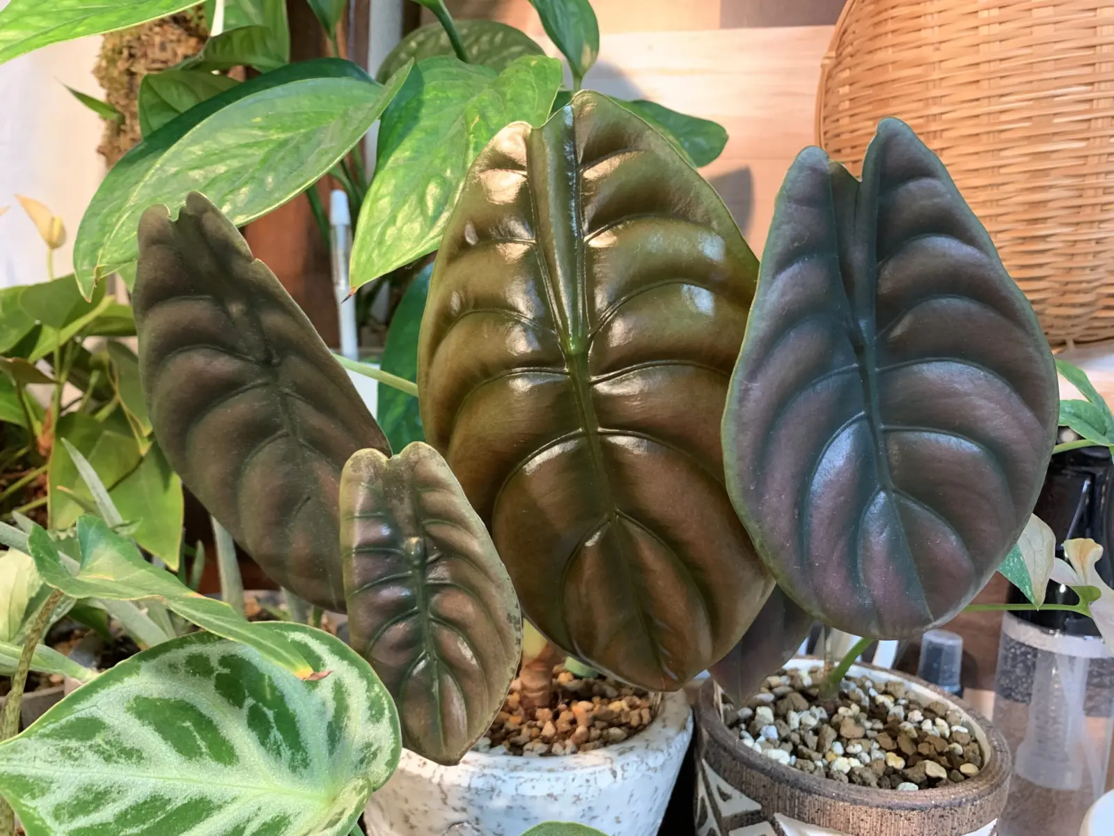 アロカシア クプレア