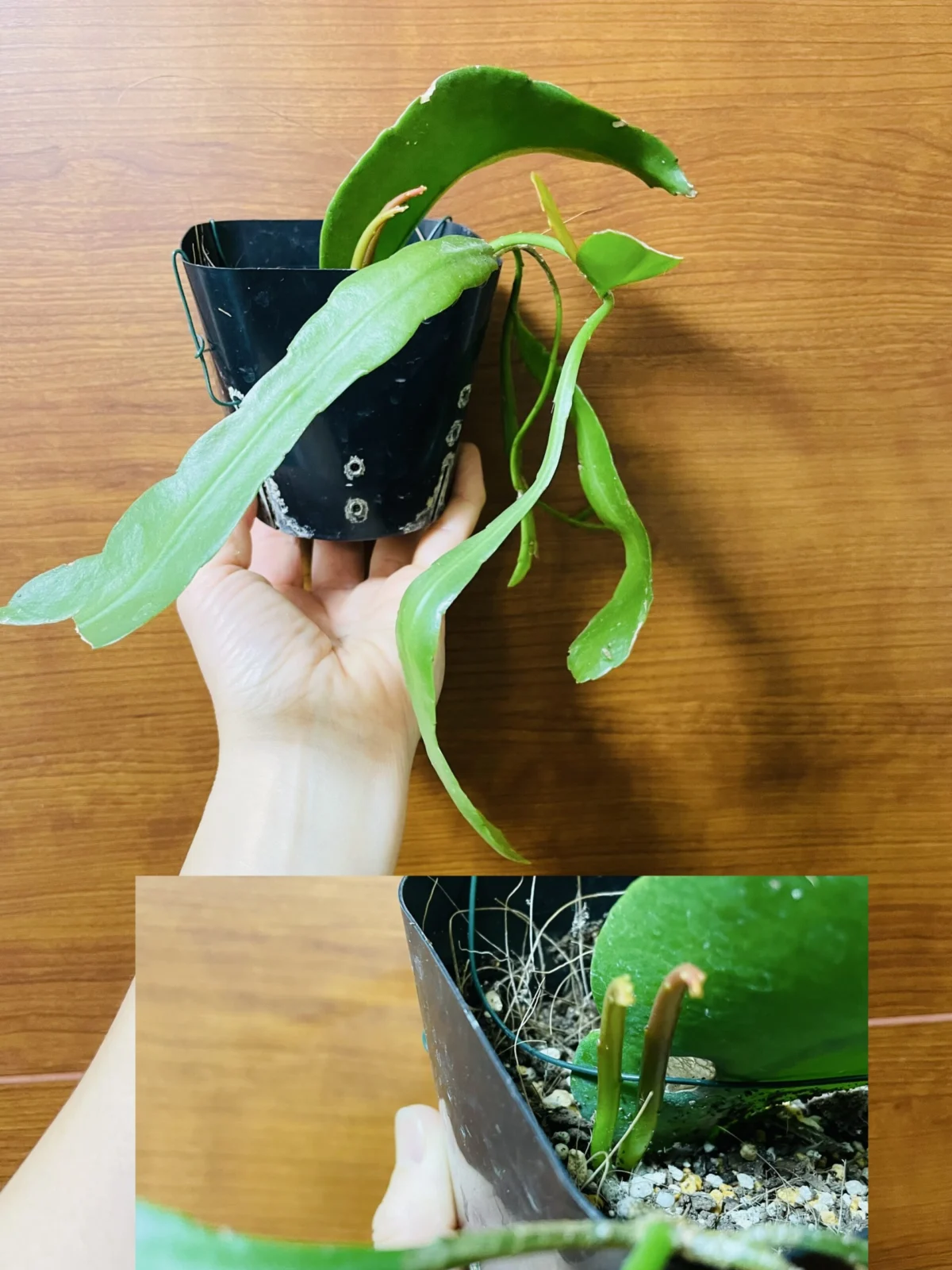 多肉　月下美人　新芽